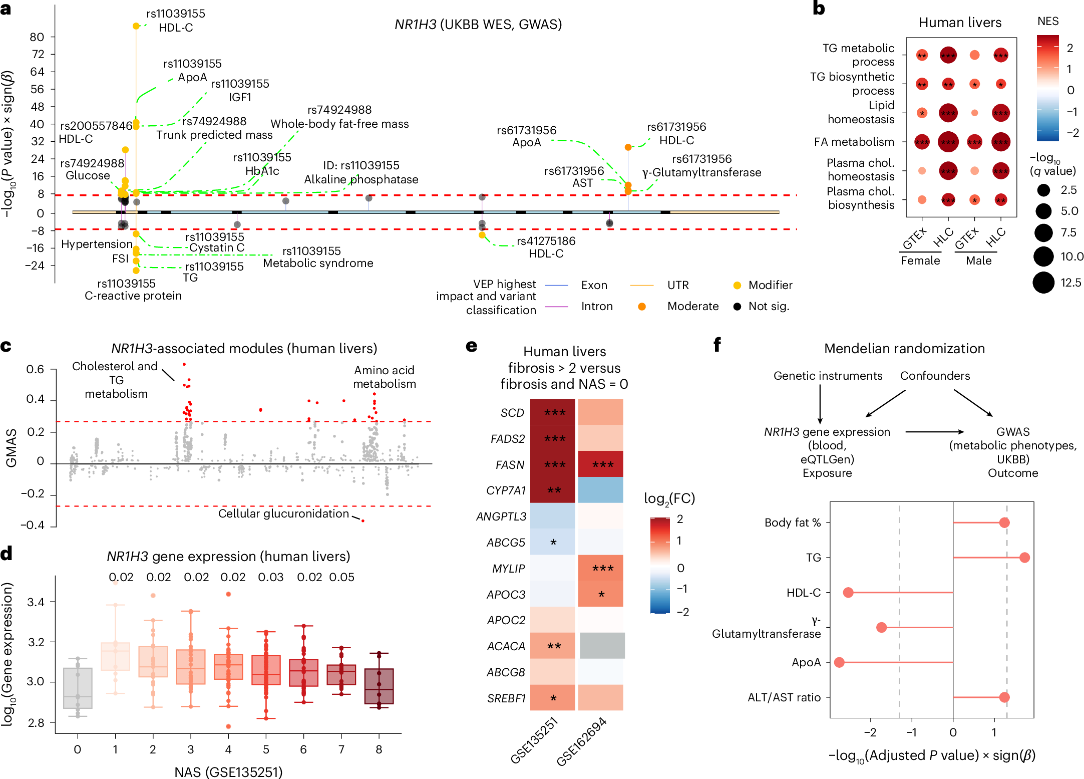 Fig. 1: LXR is associated with dyslipidemia and MASLD.