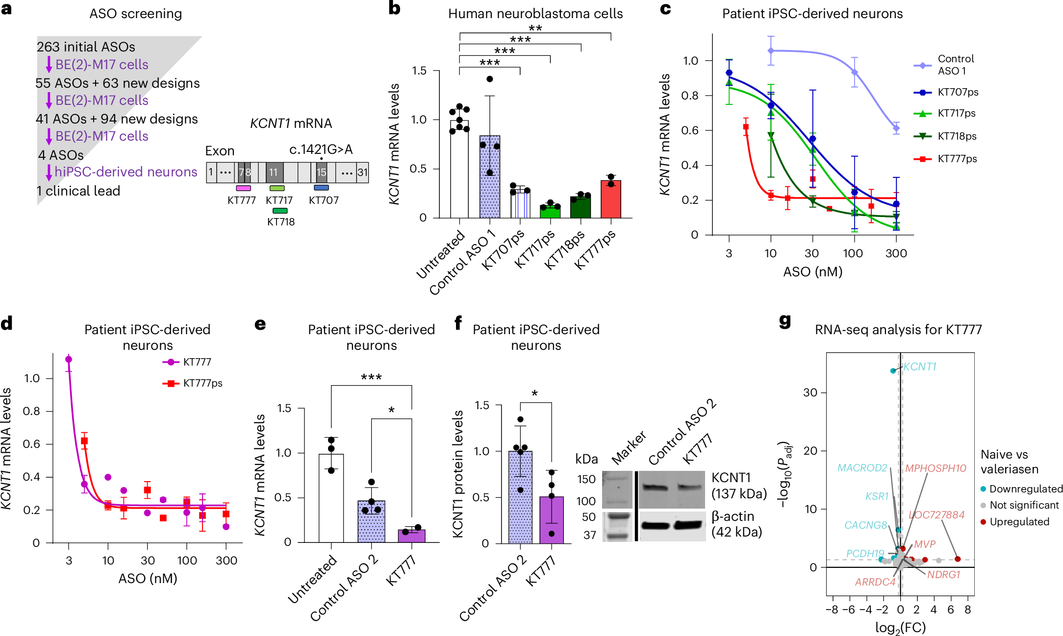 Fig. 1: 2′MOE-modified ASOs reduce KCNT1 transcripts in patient iPSC-derived neurons.