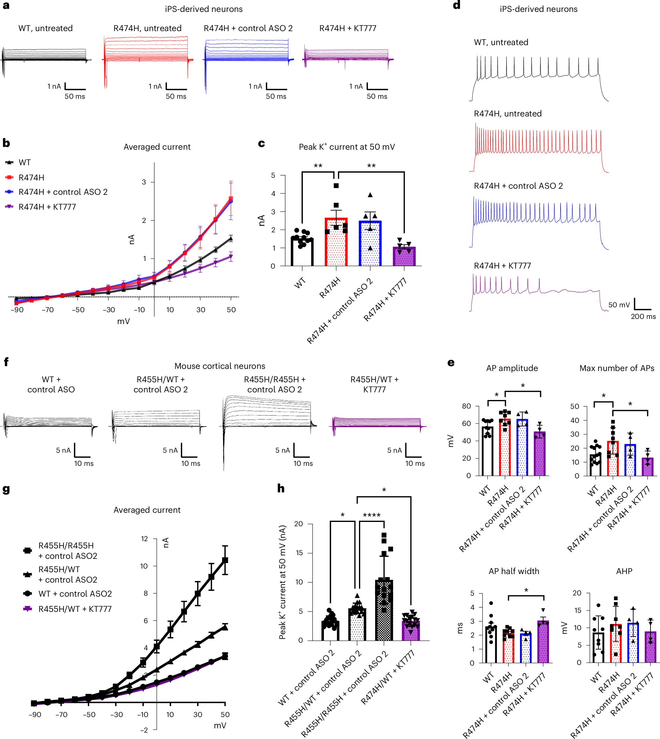 Fig. 2: Lead ASO KT777 ameliorates firing patterns and K+ currents in mutant iPSC-derived neurons and mouse cortical neurons.