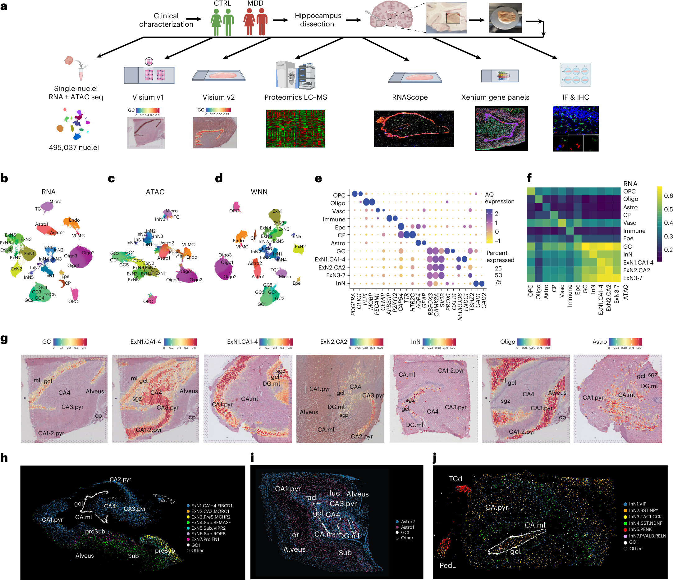 Dysregulated adult hippocampal neurogenesis in major depressive disorders |  Nature Medicine (via www.nature.com)