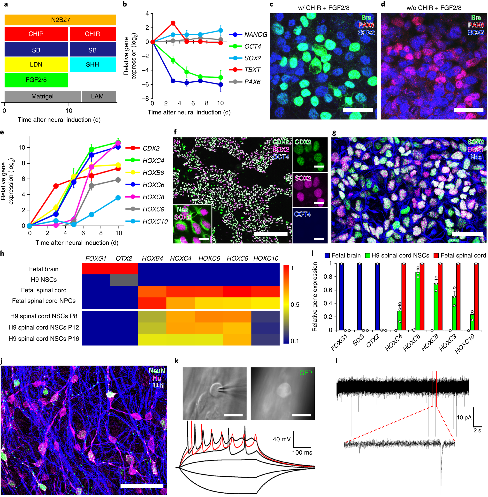 Generation and post-injury integration of human spinal cord neural stem  cells | Nature Methods