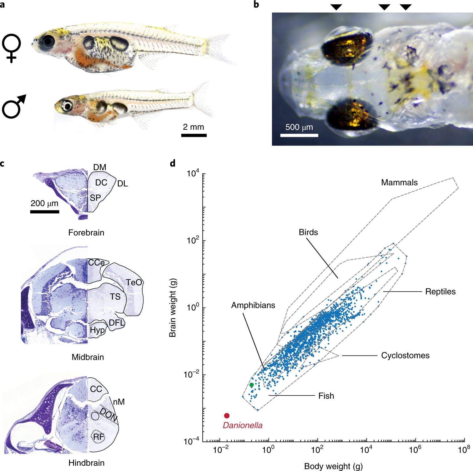 Transparent Danionella translucida as a genetically tractable vertebrate  brain model | Nature Methods