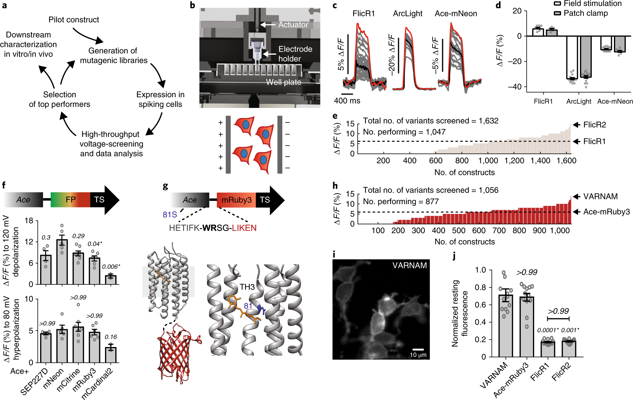 Optical Electrophysiology: Toward the Goal of Label-Free Voltage Imaging