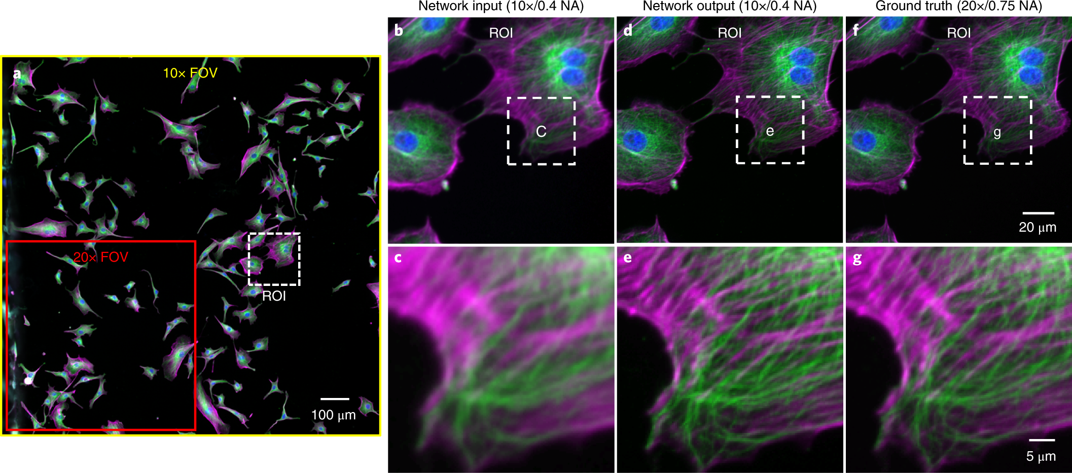 deep learning enables cross modality super resolution in deconvolution microscopy