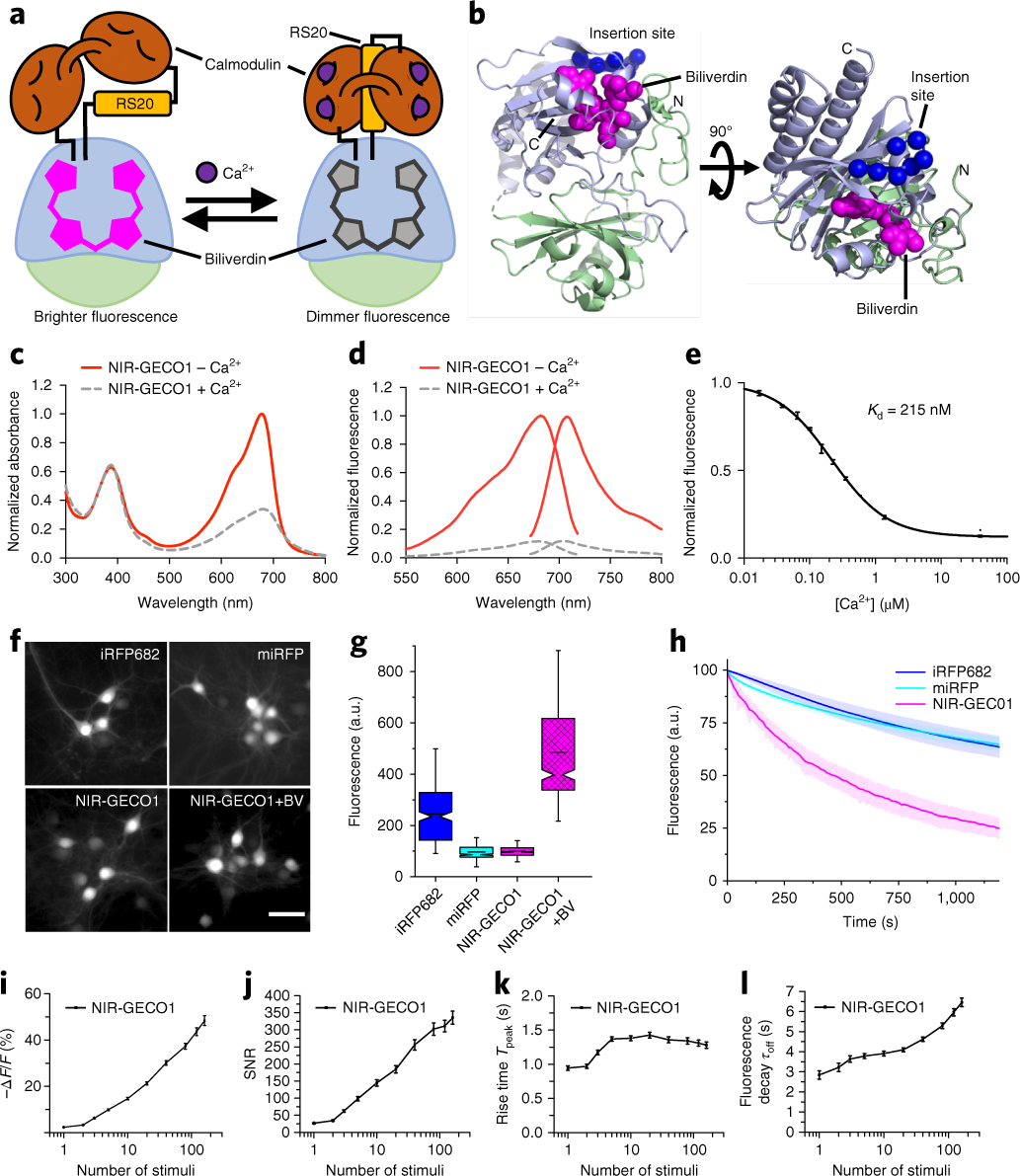 A genetically encoded near-infrared fluorescent calcium ion indicator |  Nature Methods