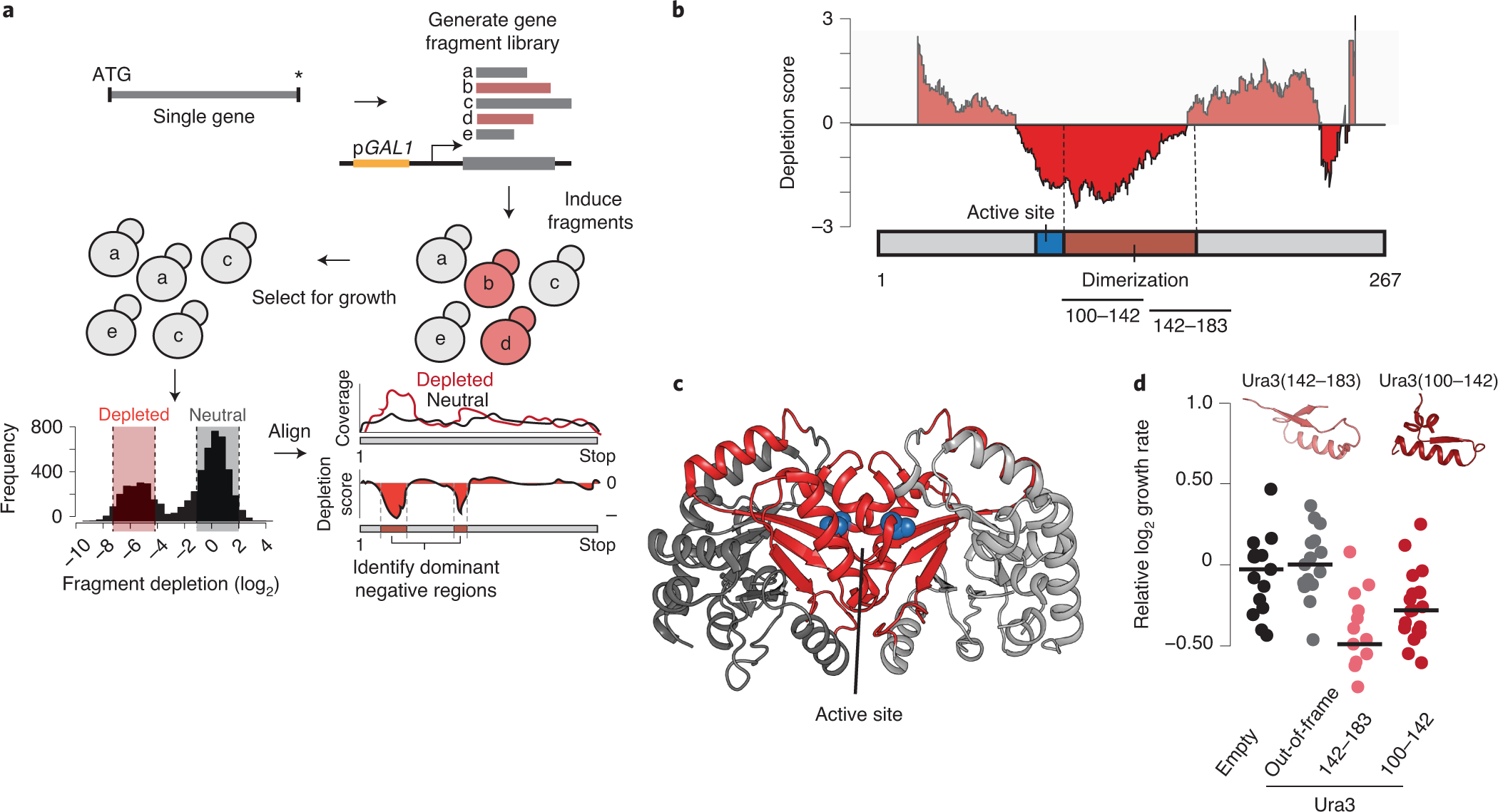 High-throughput identification of dominant negative polypeptides in yeast |  Nature Methods
