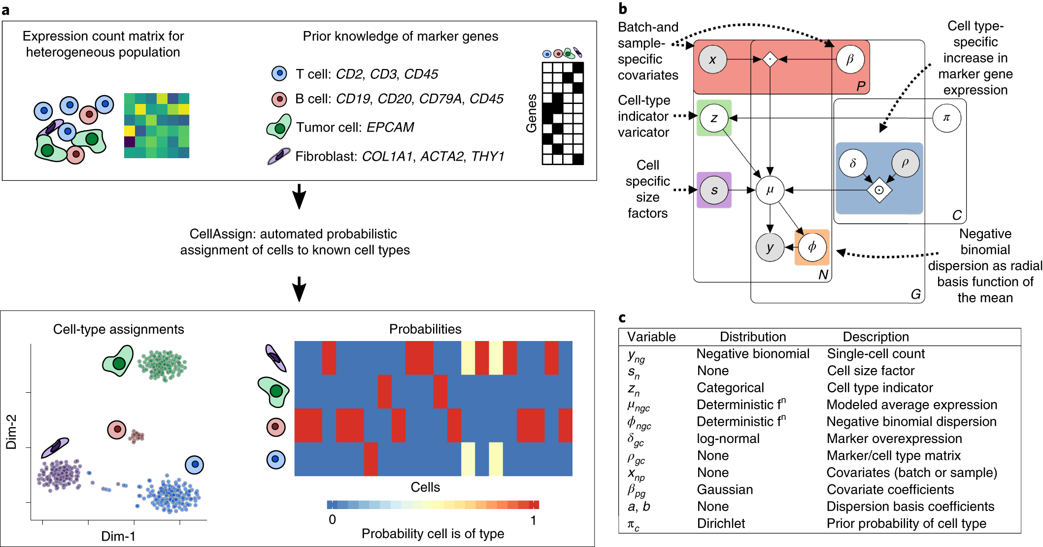 Probabilistic Cell Type Assignment Of Single Cell Rna Seq