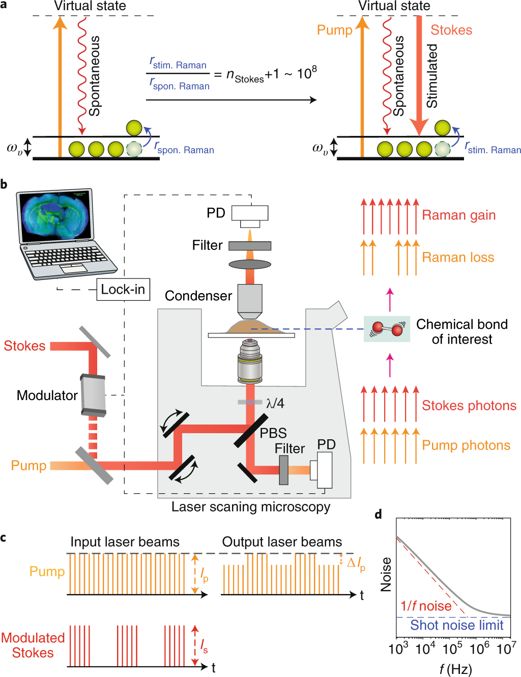 Biological imaging of chemical bonds by stimulated Raman scattering  microscopy | Nature Methods