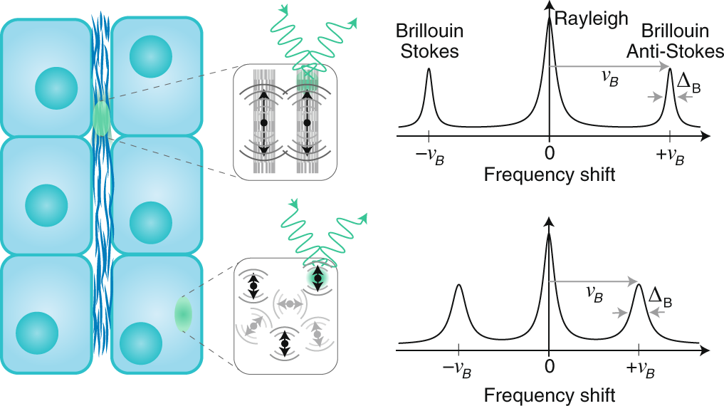 image not described image