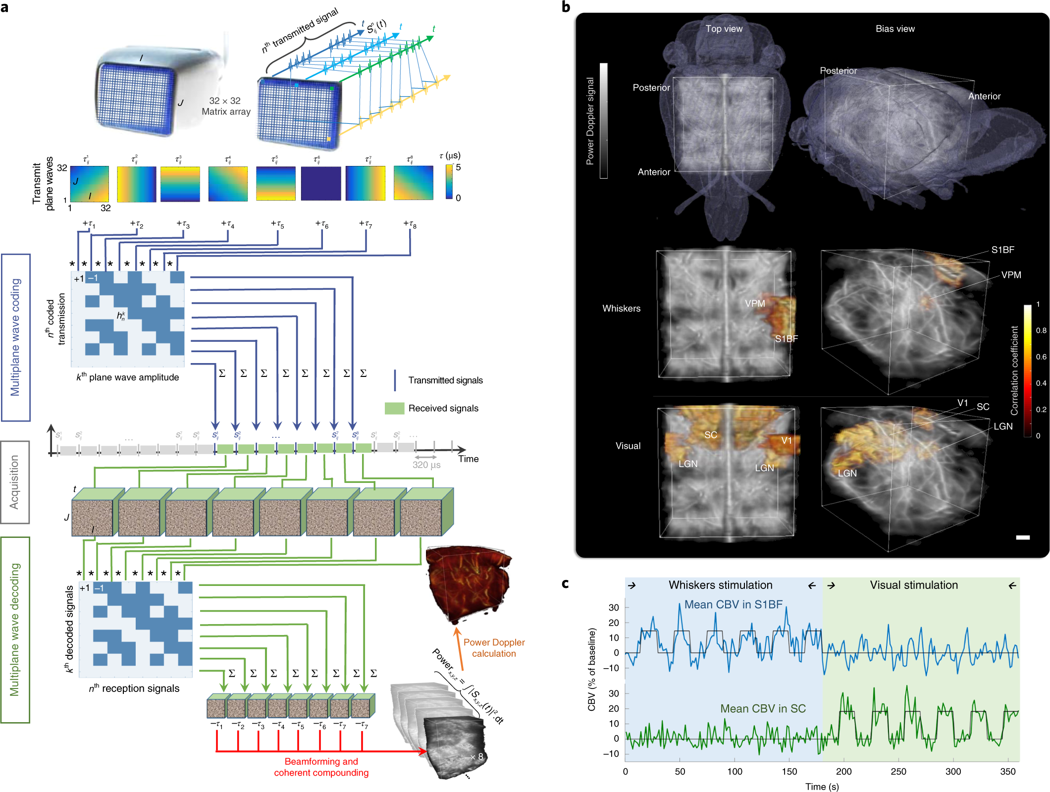 4d Functional Ultrasound Imaging Of Whole Brain Activity In