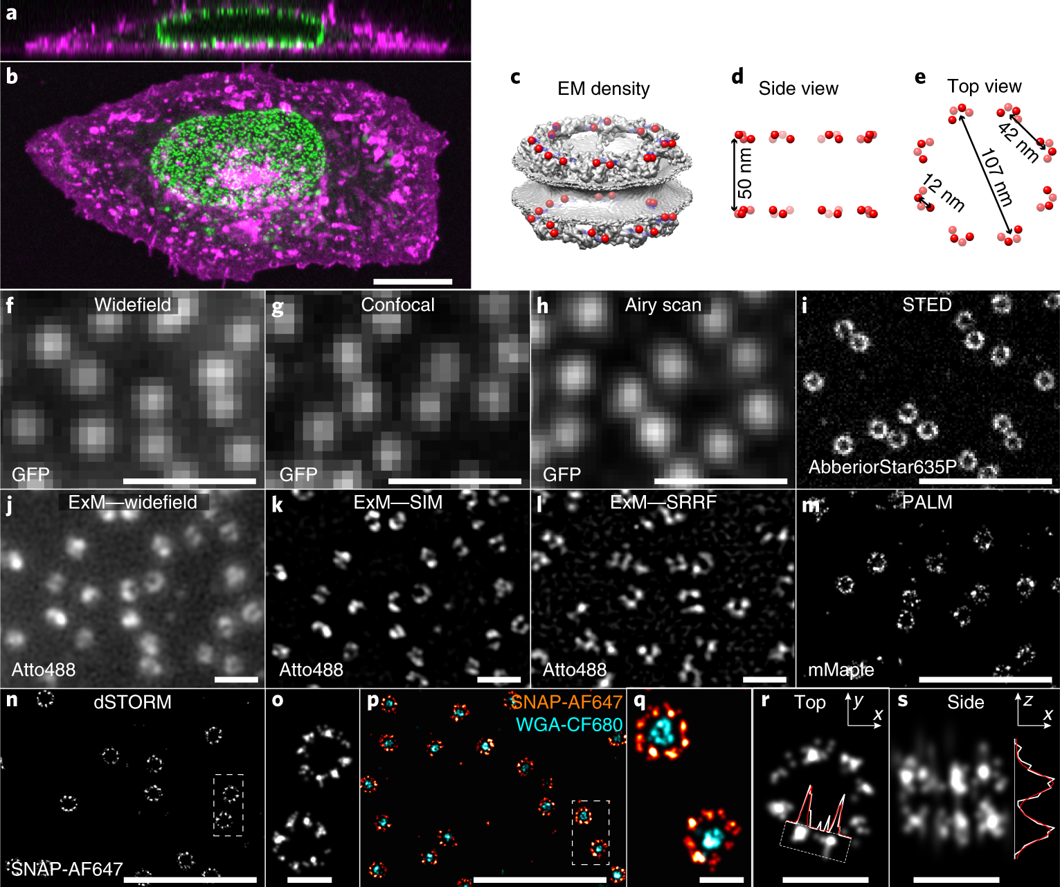 Nuclear Pores As Versatile Reference Standards For Quantitative Superresolution Microscopy Nature Methods Nuclear Pores As Versatile Reference Standards For Quantitative Superresolution Microscopy Nature Methods