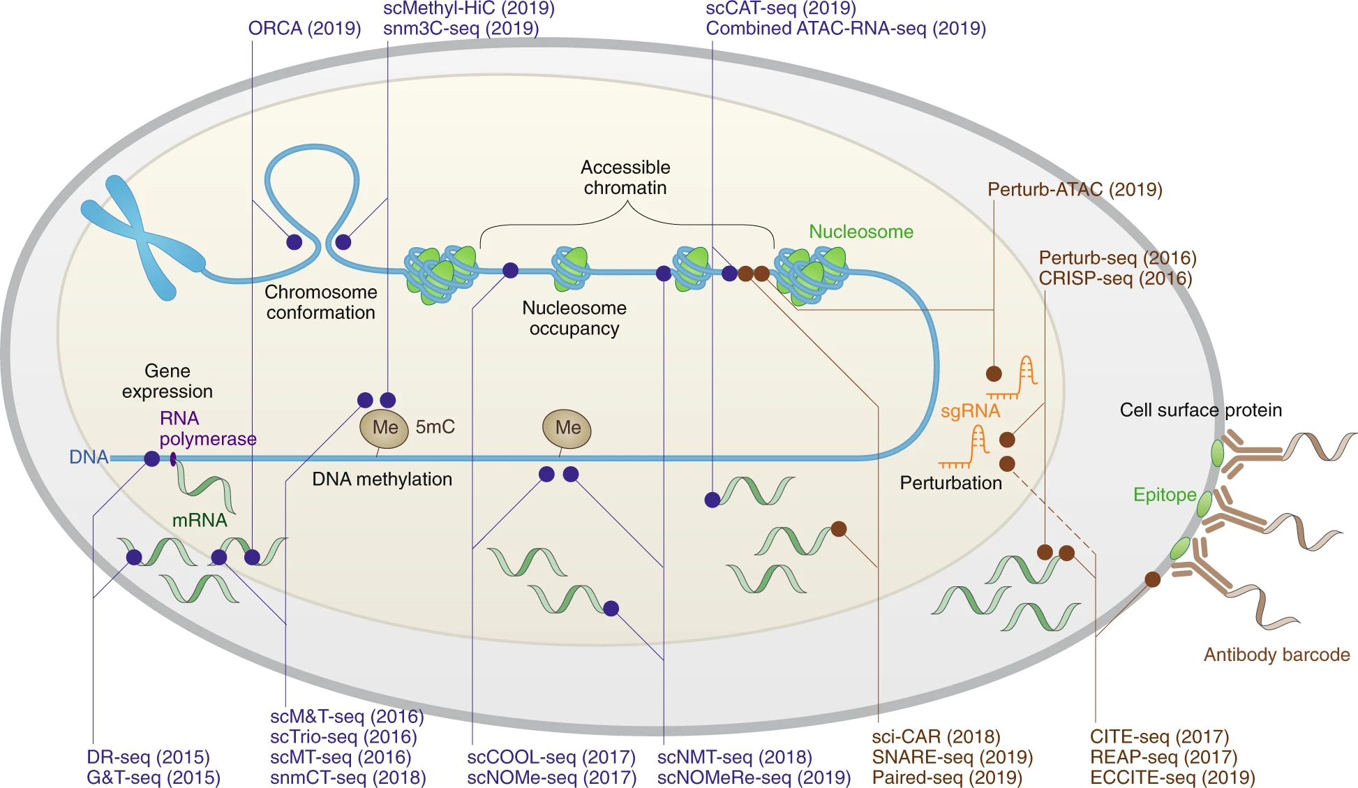 Methods for single-cell multimodal omics: epigenetic, genomic, transcriptomic and surface-protein profiling