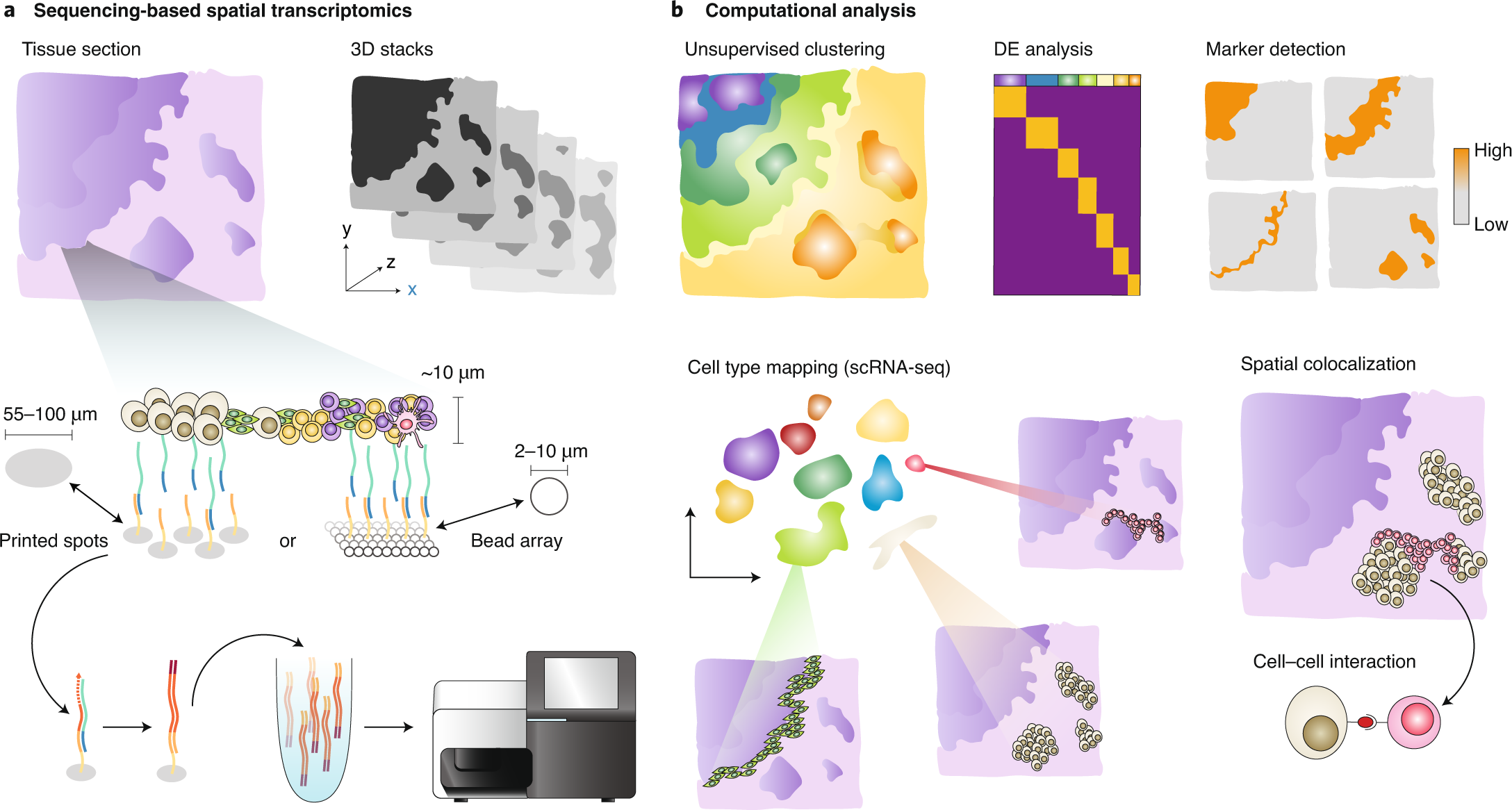 Spatially resolved transcriptomics: advances and applications