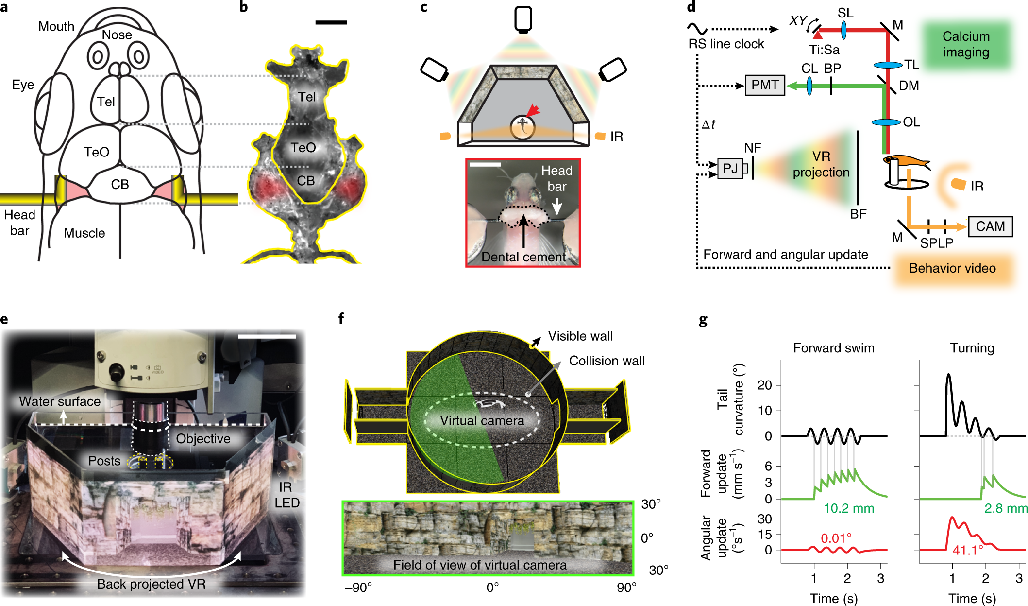 virtual reality system to analyze neural and behavior in adult | Nature Methods