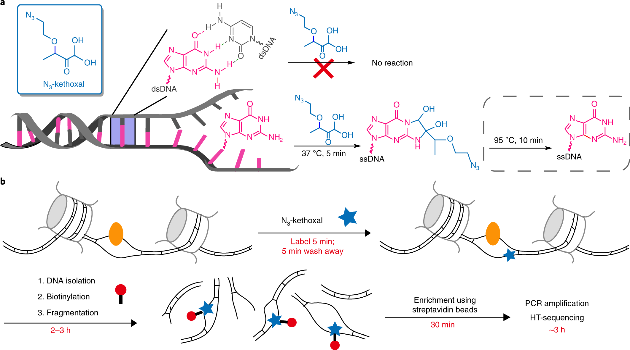 Kethoxal-assisted single-stranded DNA sequencing captures global  transcription dynamics and enhancer activity in situ | Nature Methods