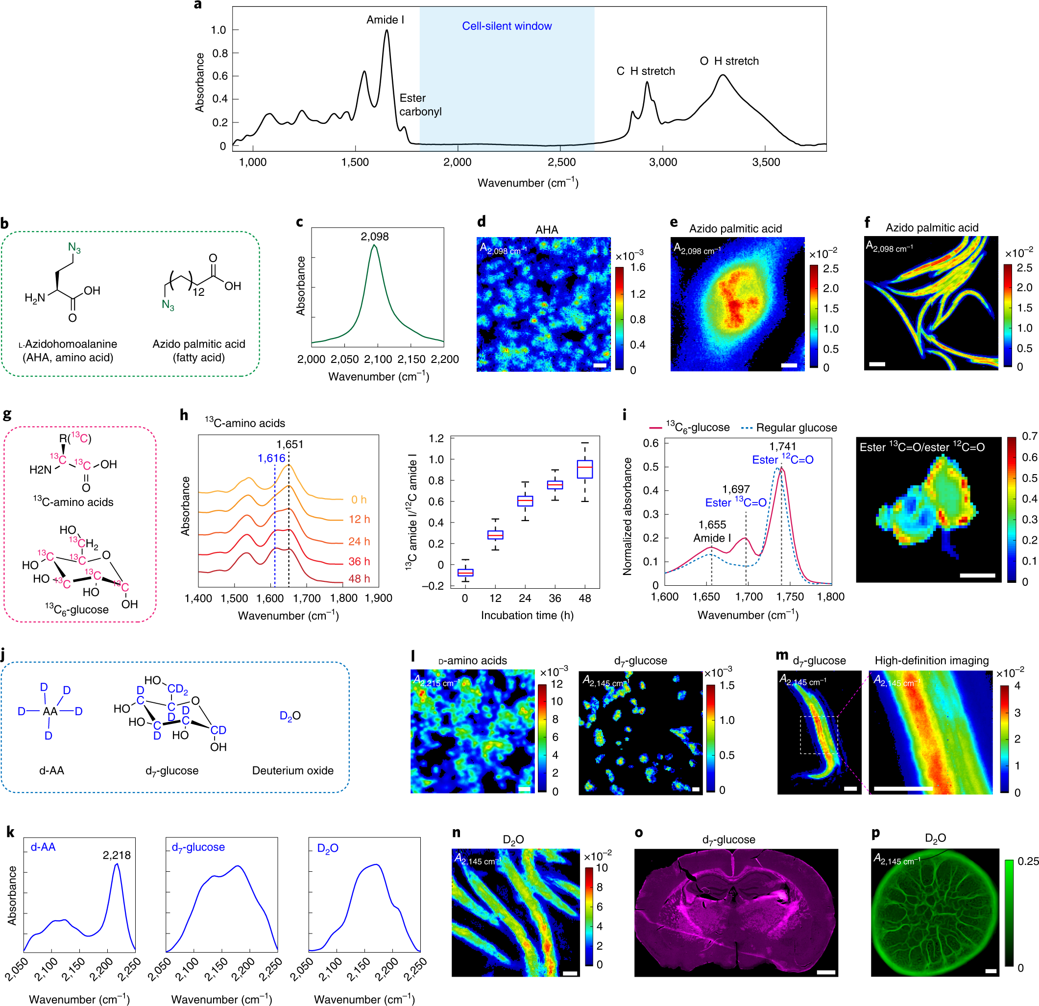 Mid Infrared Metabolic Imaging With Vibrational Probes Nature Methods