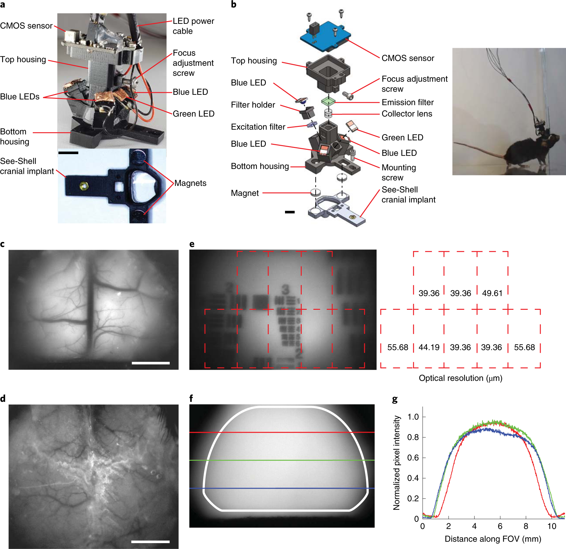 Miniaturized head-mounted microscope for whole-cortex mesoscale imaging in  freely behaving mice | Nature Methods