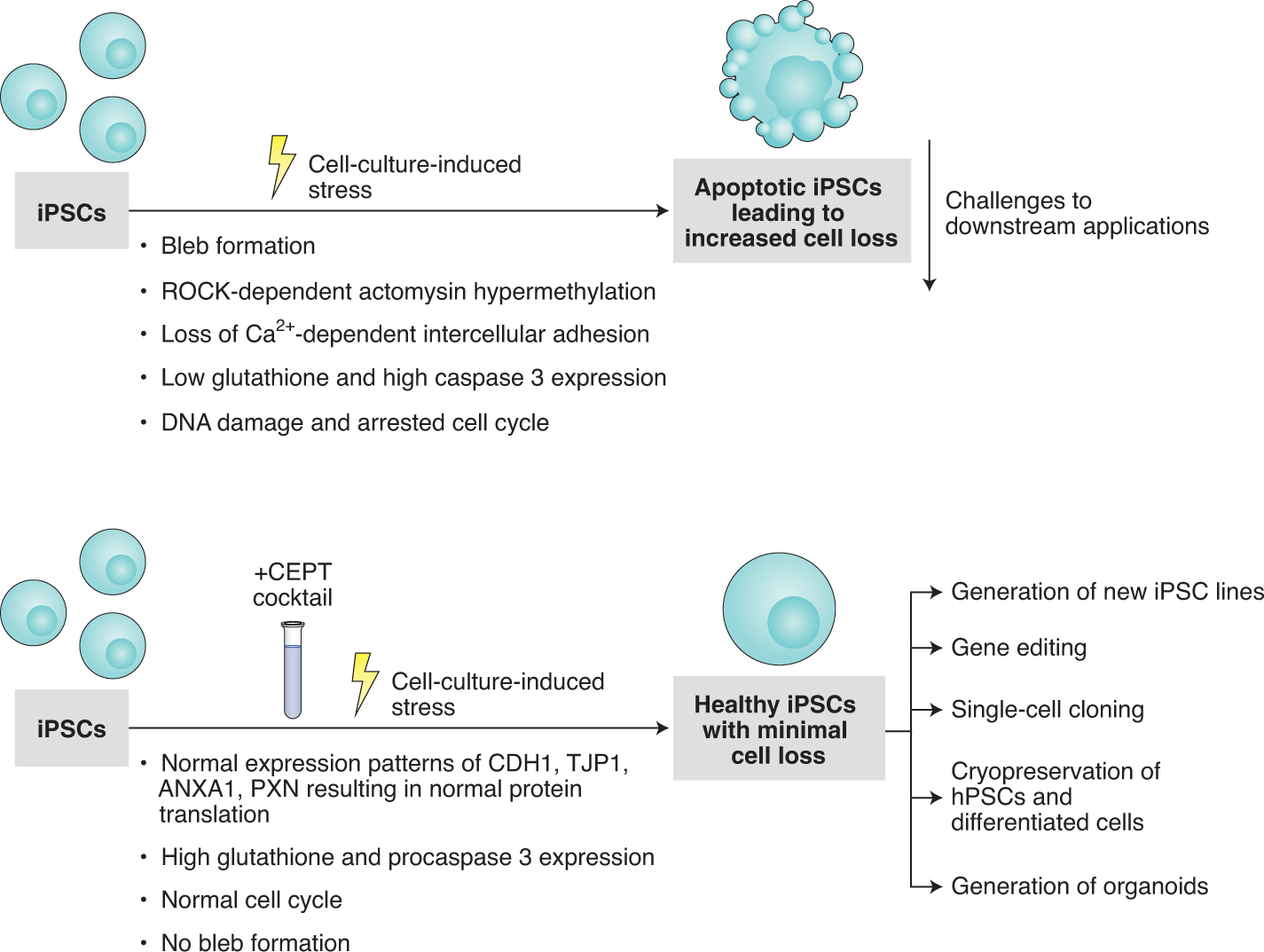 glutathione single cell Glutathione-mediated plant response to high-temperature A small-molecule cocktail that beats