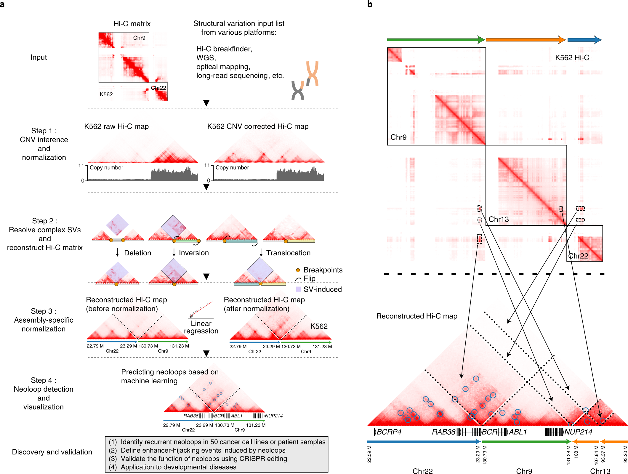 Genome-wide detection of enhancer-hijacking events from chromatin  interaction data in rearranged genomes | Nature Methods
