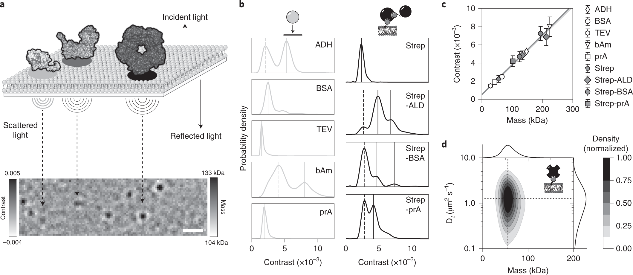 Mass-sensitive particle tracking to elucidate the membrane-associated MinDE  reaction cycle | Nature Methods