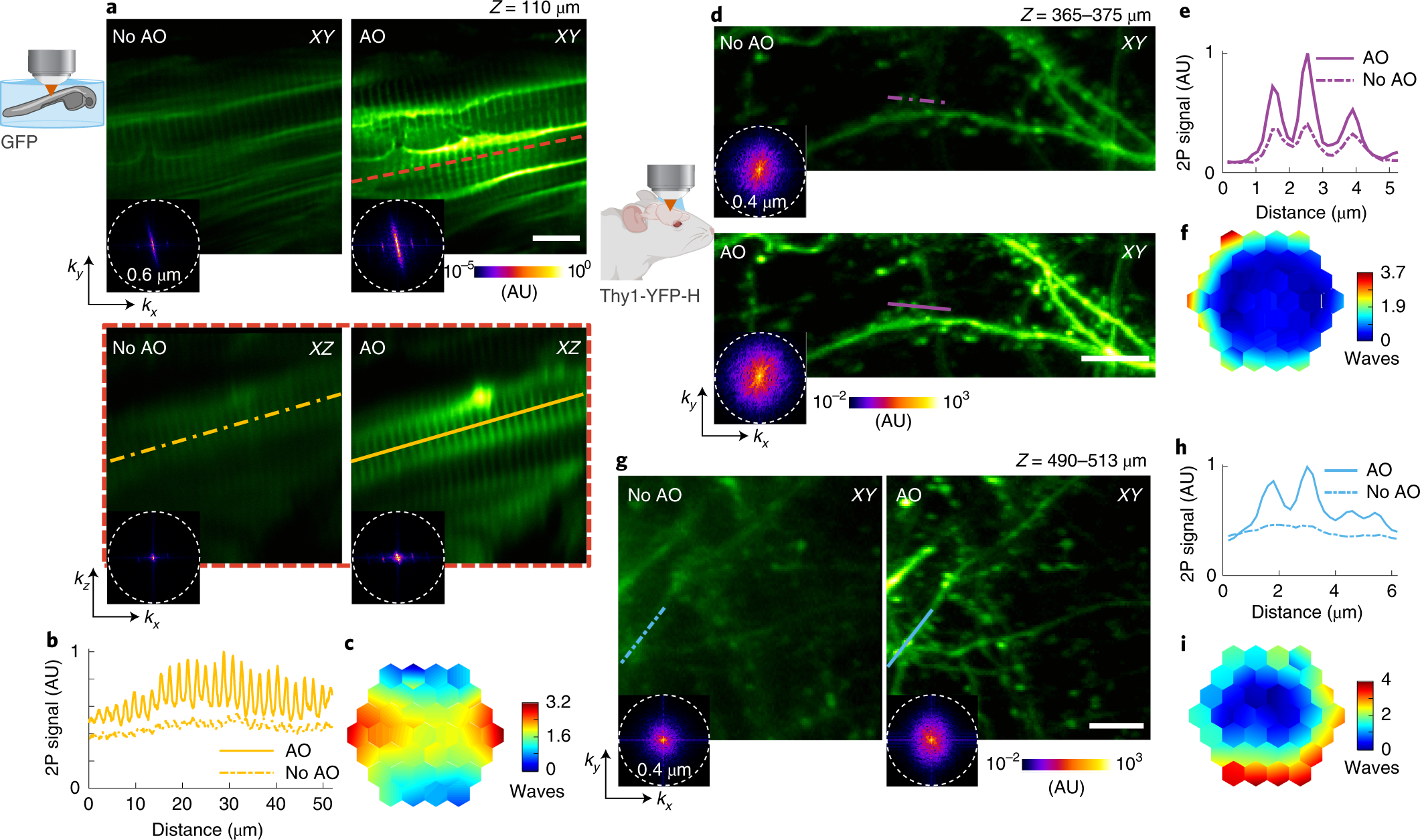 An Adaptive Optics Module For Deep Tissue Multiphoton Imaging In Vivo Nature Methods