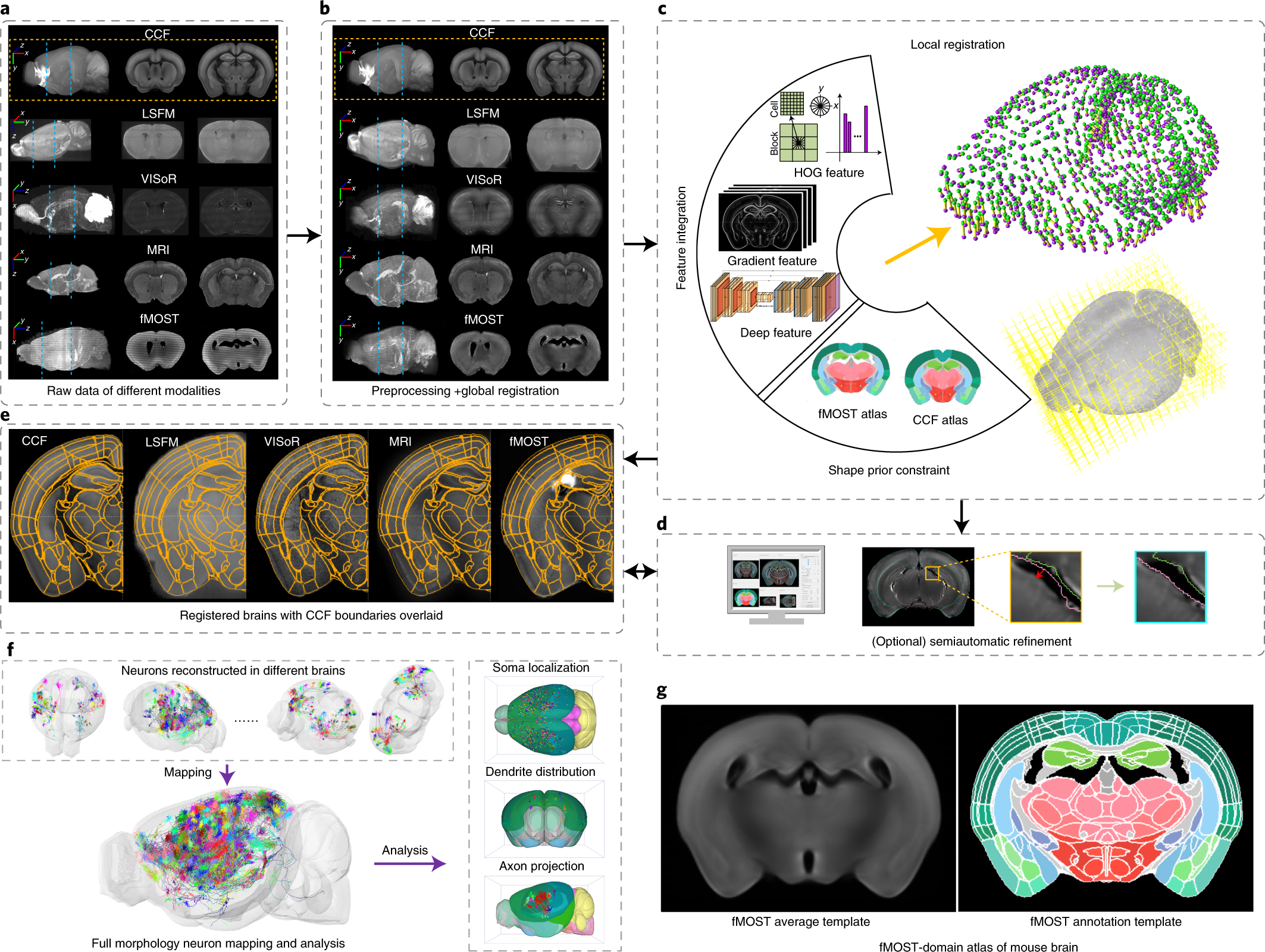 prins afgår Lav aftensmad Cross-modal coherent registration of whole mouse brains | Nature Methods