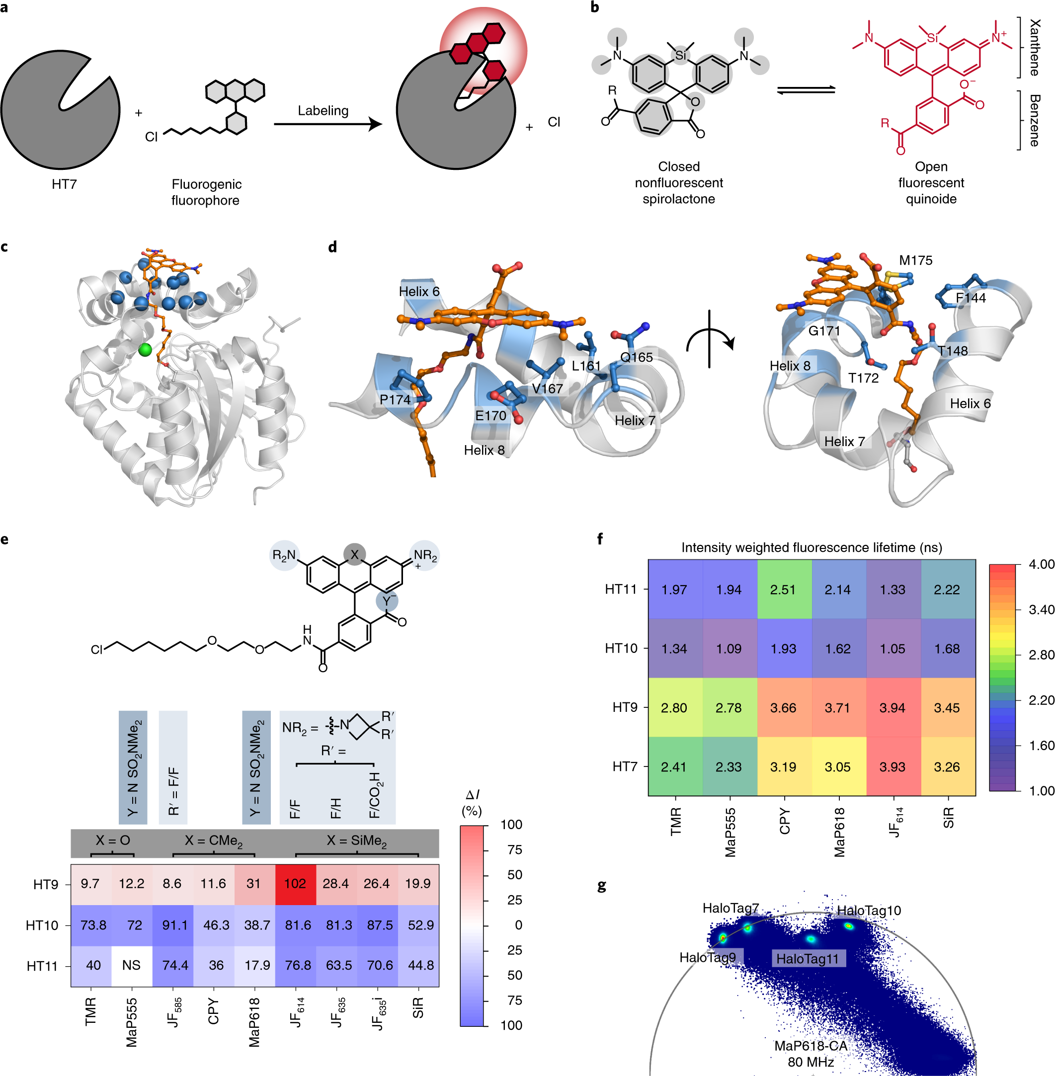 Engineered HaloTag variants for fluorescence lifetime multiplexing | Nature  Methods