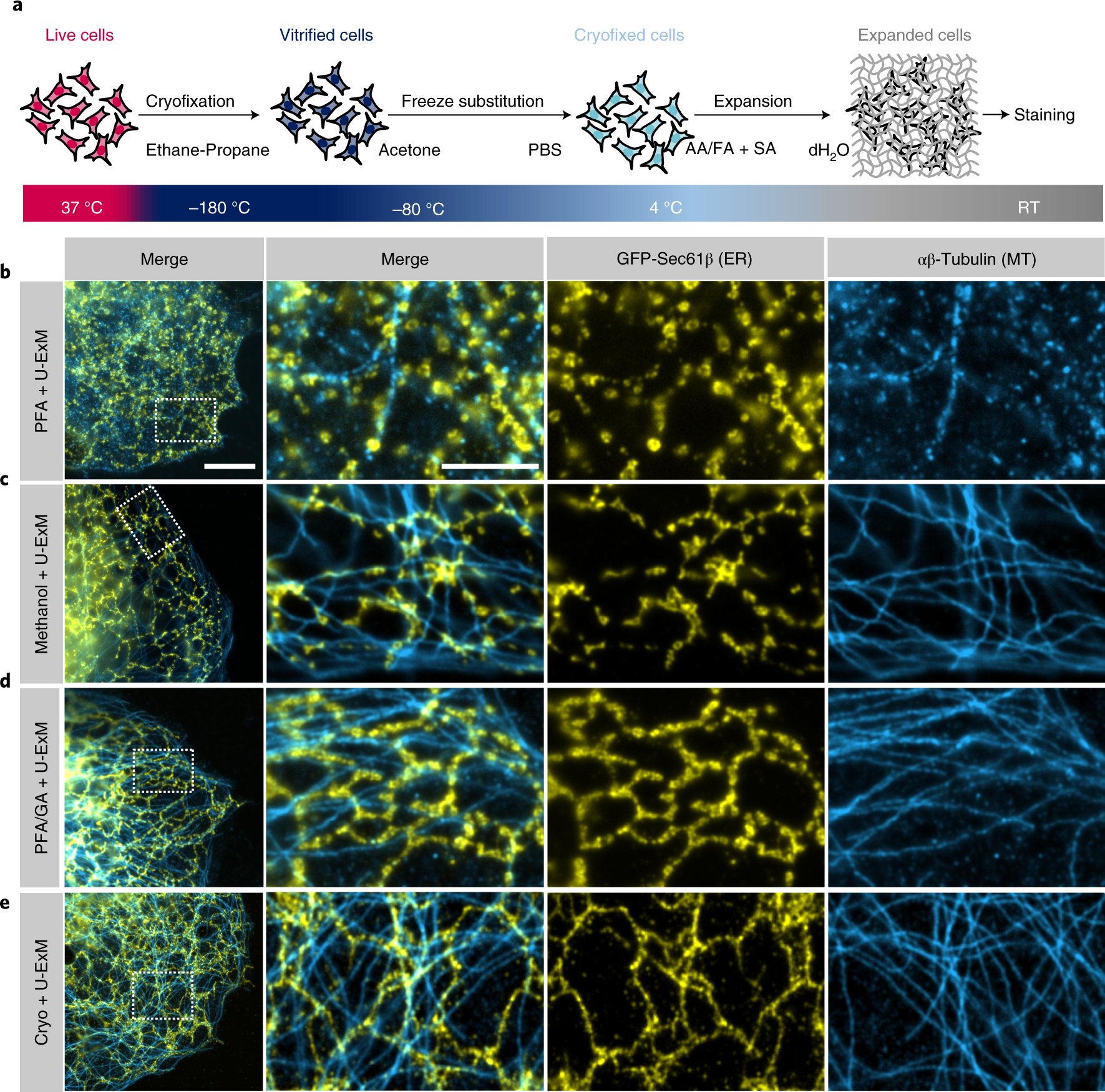 Visualizing the native cellular organization by coupling cryofixation with  expansion microscopy (Cryo-ExM)