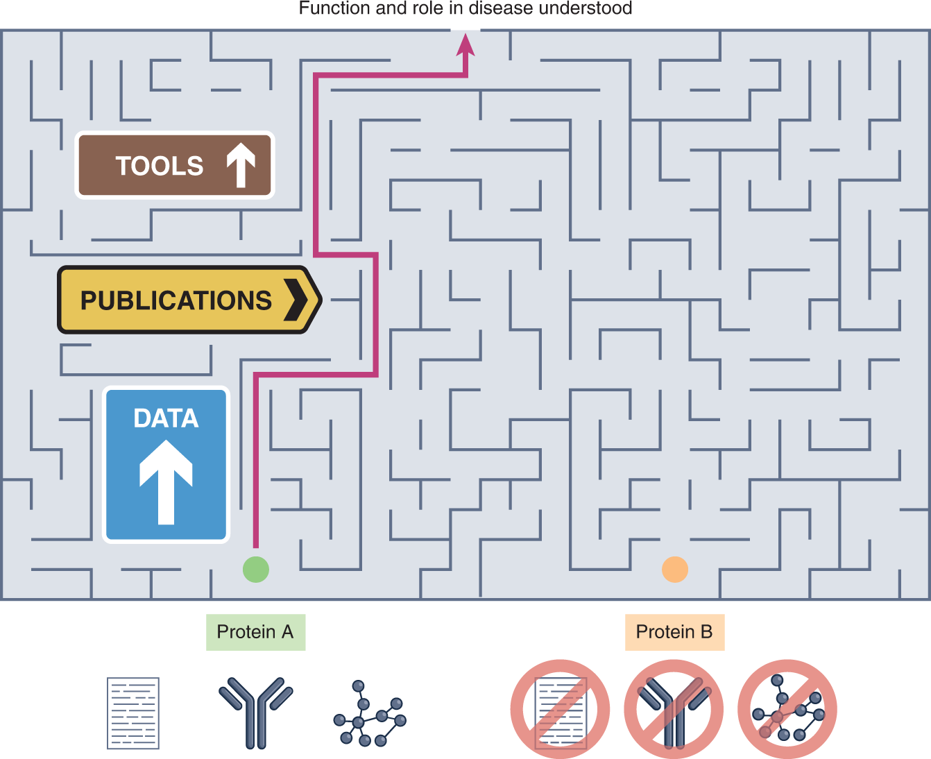 Understudied proteins: opportunities and challenges for functional  proteomics | Nature Methods
