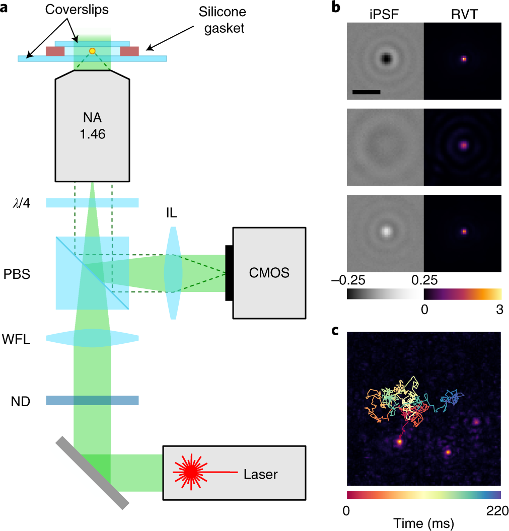 Precision size and refractive index analysis of weakly scattering  nanoparticles in polydispersions | Nature Methods