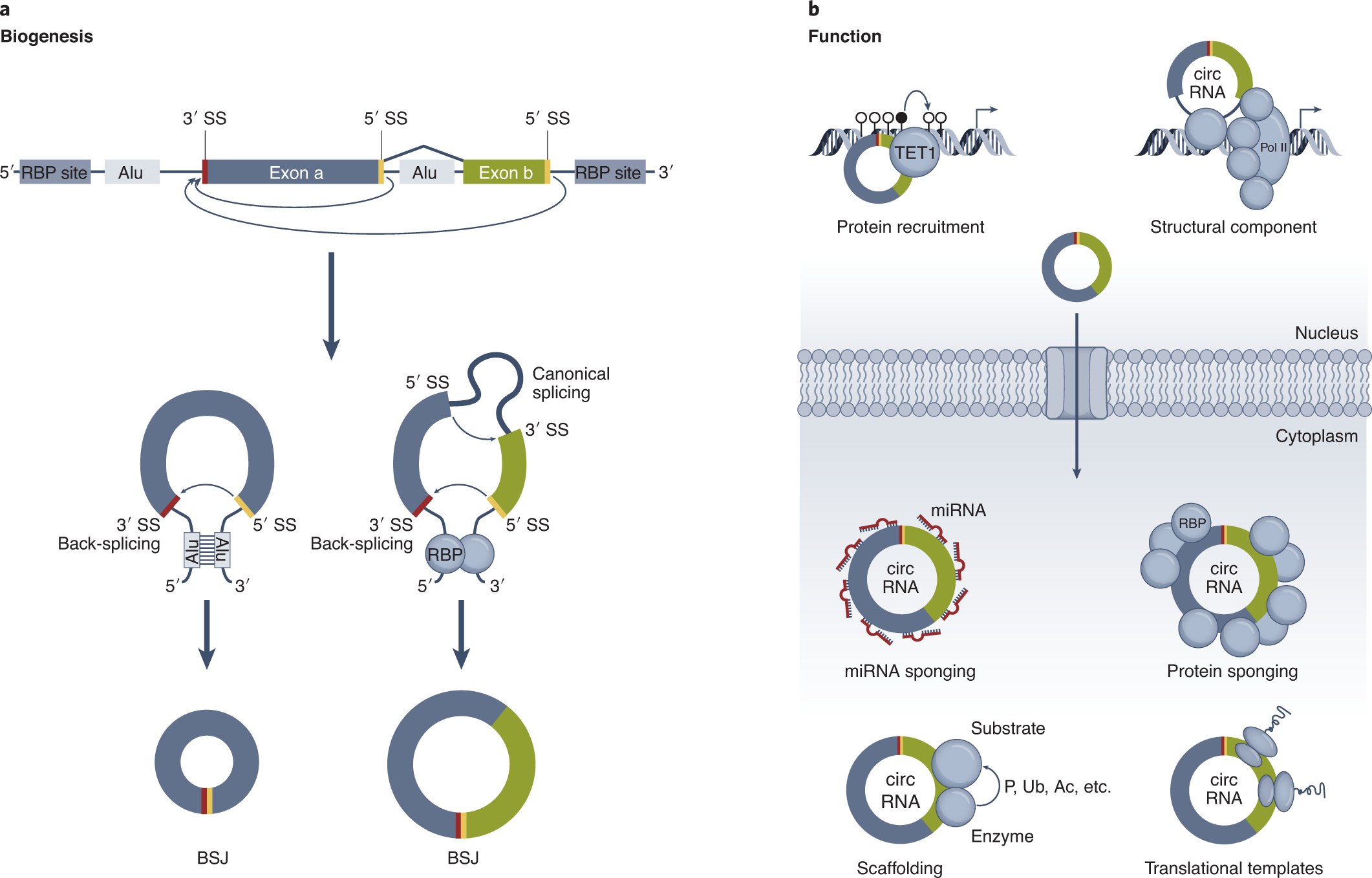 Best practice standards for circular RNA research | Nature Methods