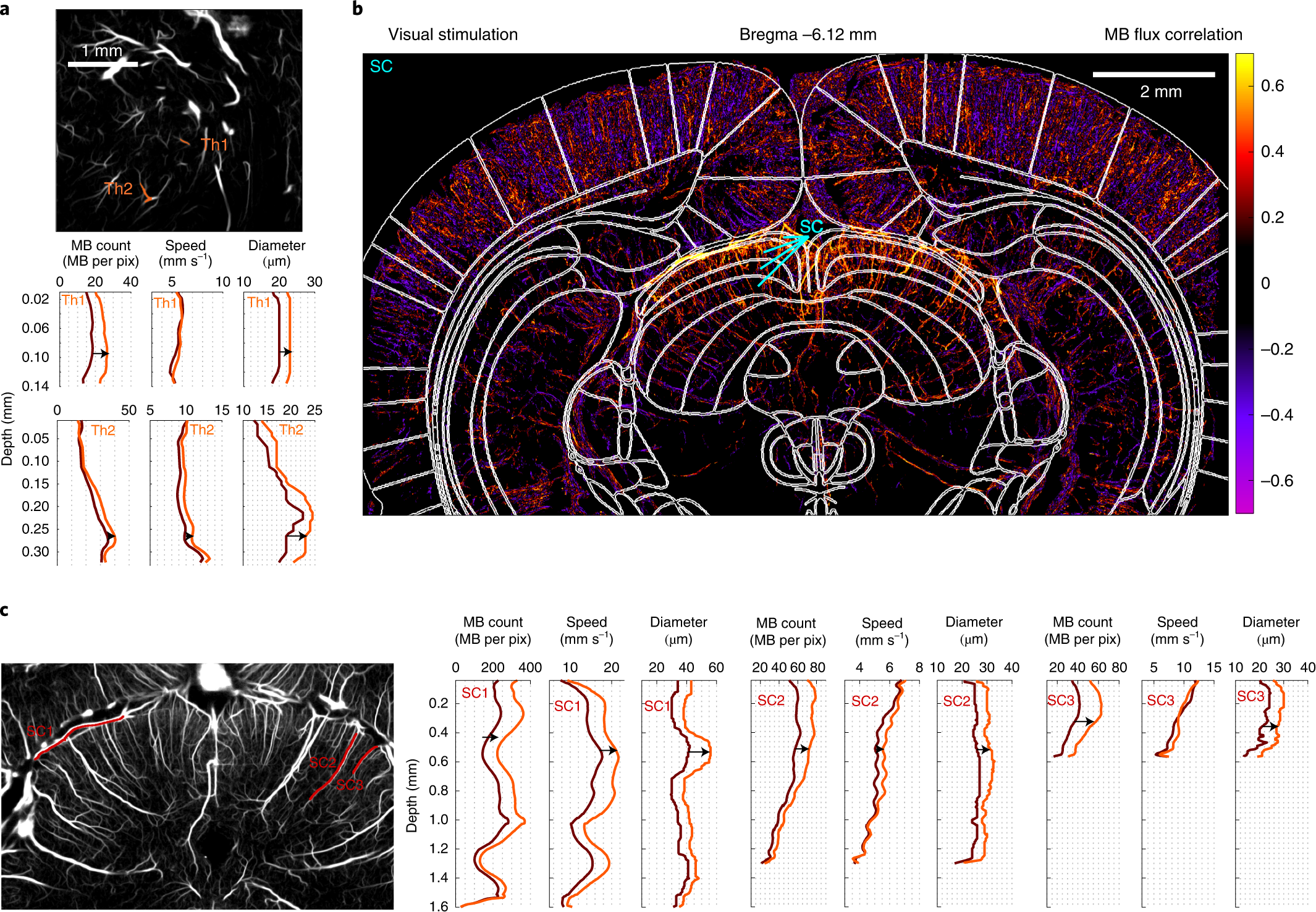 Fig. 3: Functional ULM reveals activation in subcortical structures such as VPM and VPL after whisker stimulation and SC after visual stimulation.