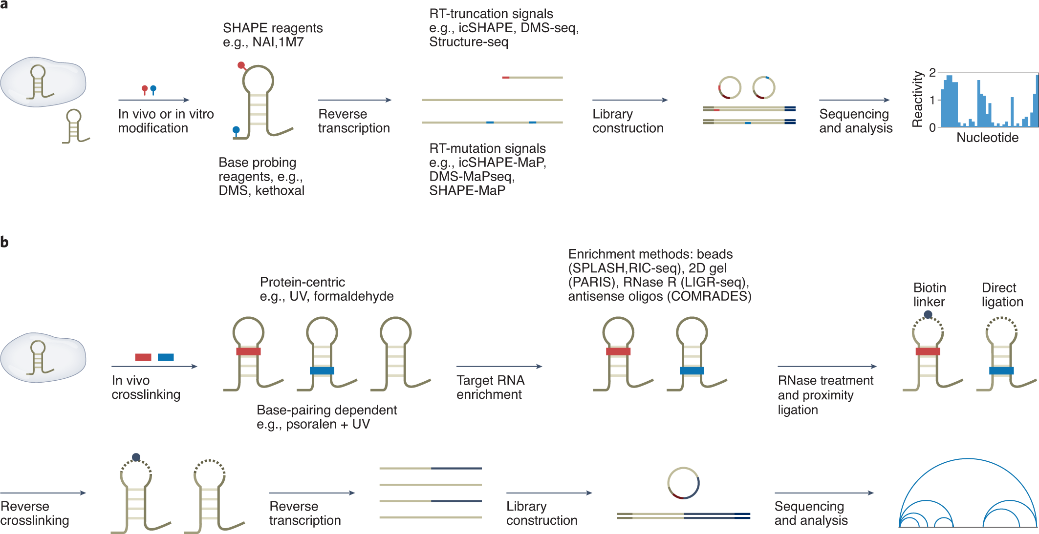 mrna structure and function