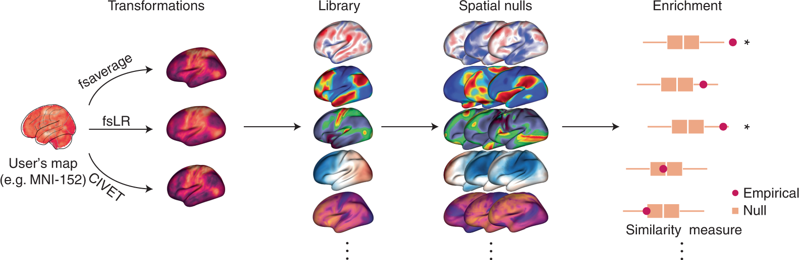 neuromaps: structural and functional interpretation of brain maps | Nature  Methods