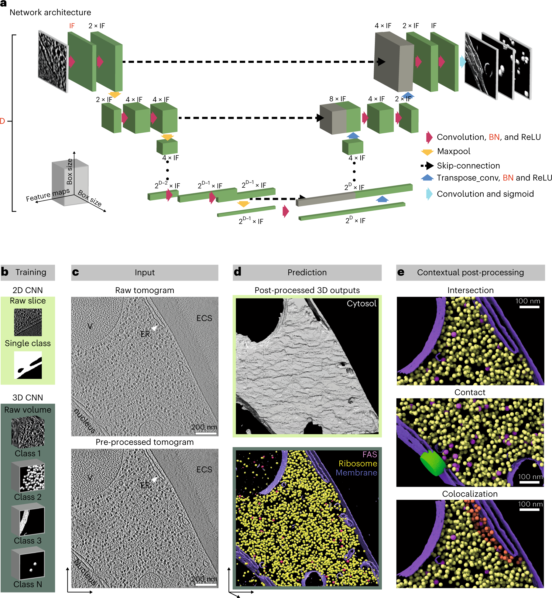 Zooming In: Visualizing the Relative Size of Particles