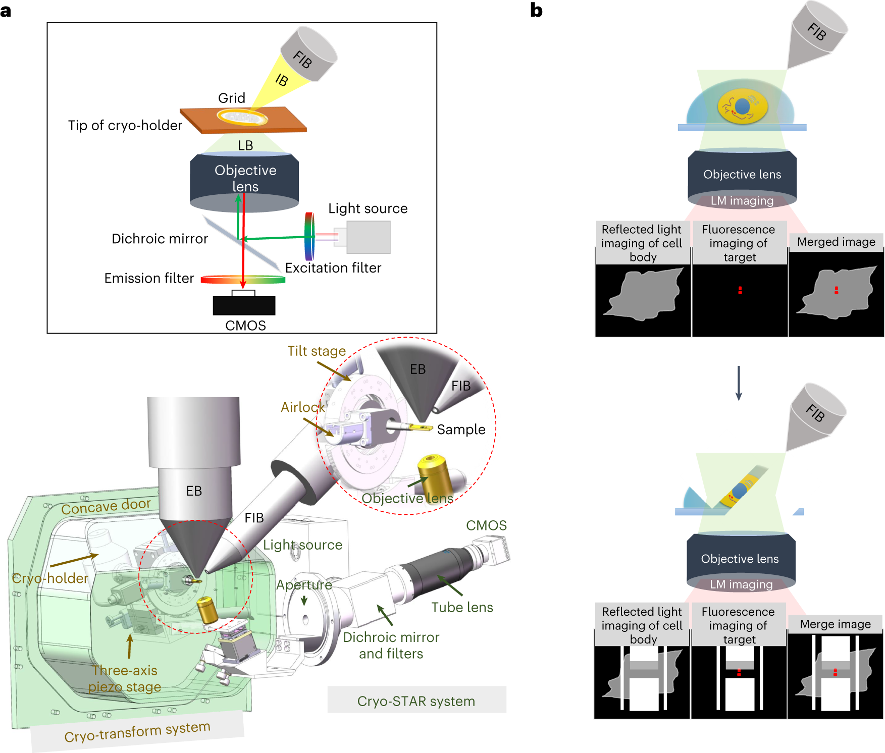 Microscopie électronique et cryofracture - Transform