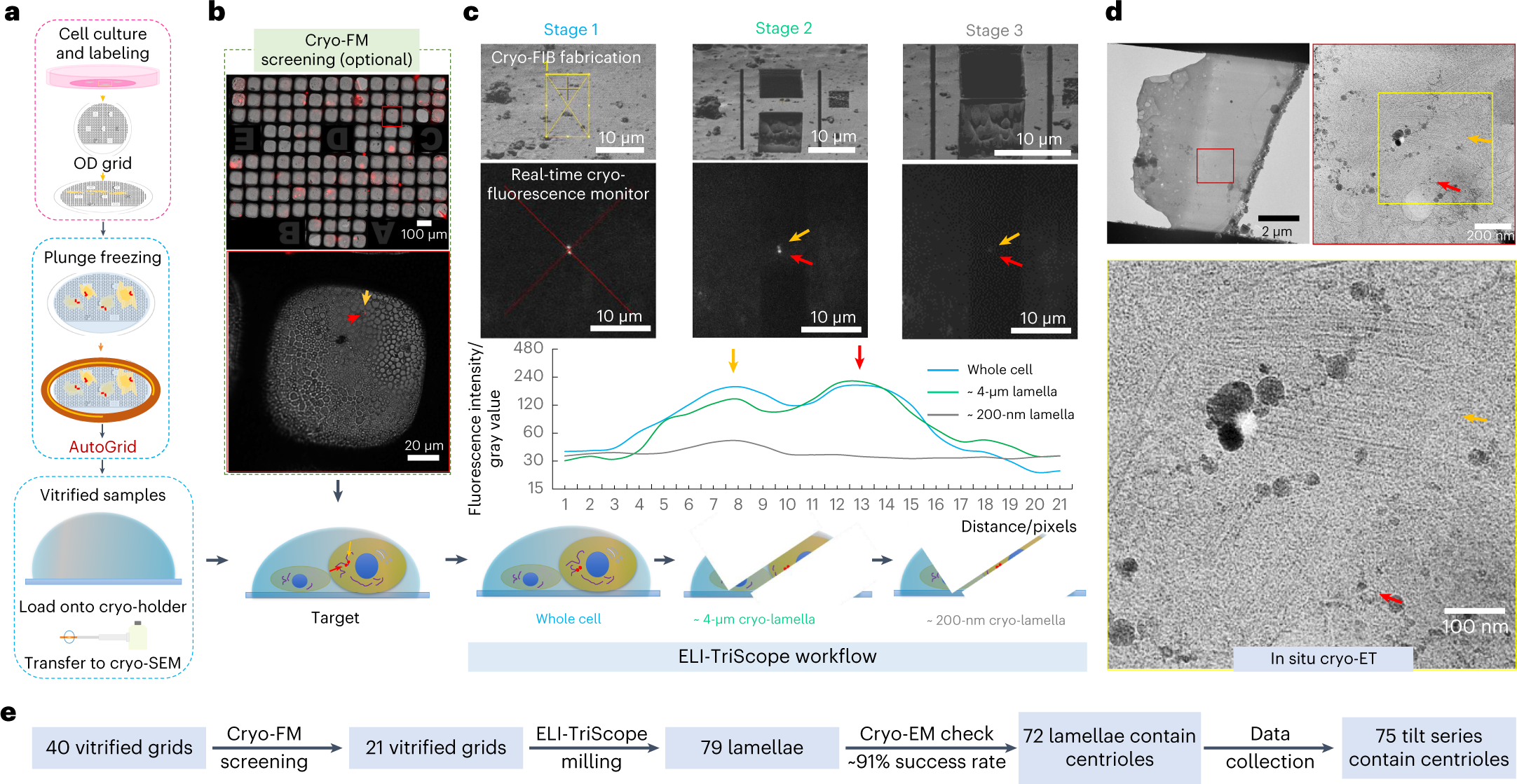 Fig. 2: Cryo-CLEM workflow using ELI-TriScope.