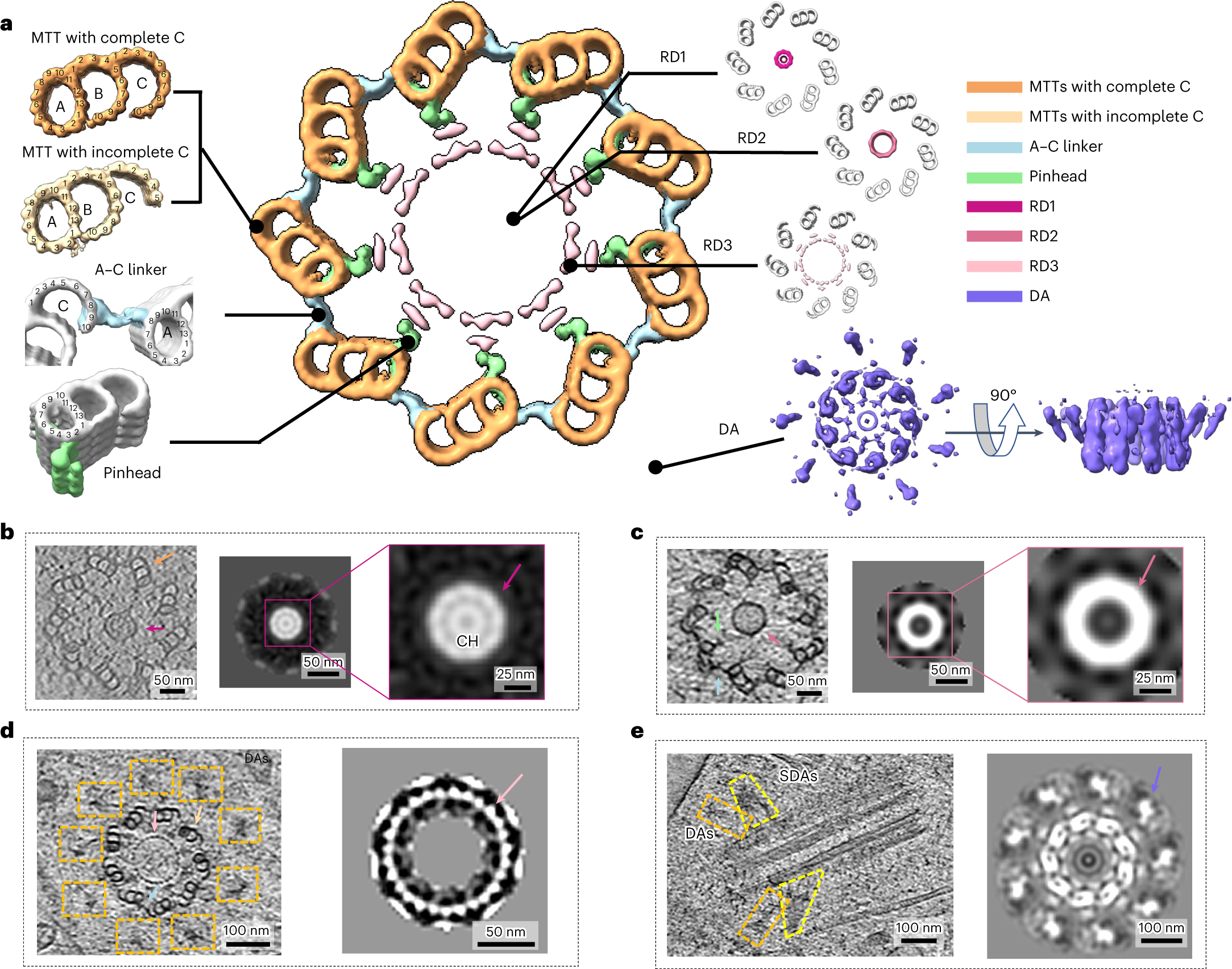 Fig. 3: In situ structure of the human centriole.