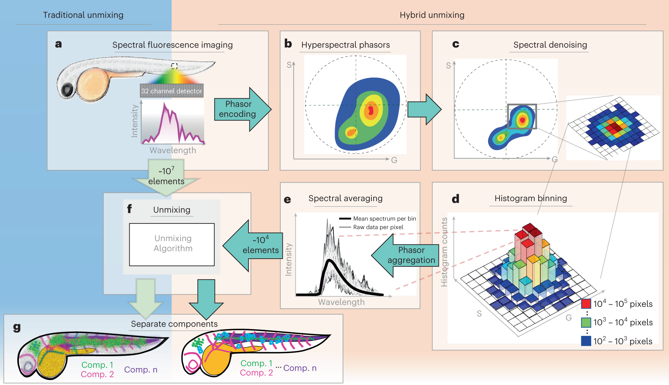 HiCAM Fluo: Ultra-High-Speed Fluorescence Imaging - Lambert