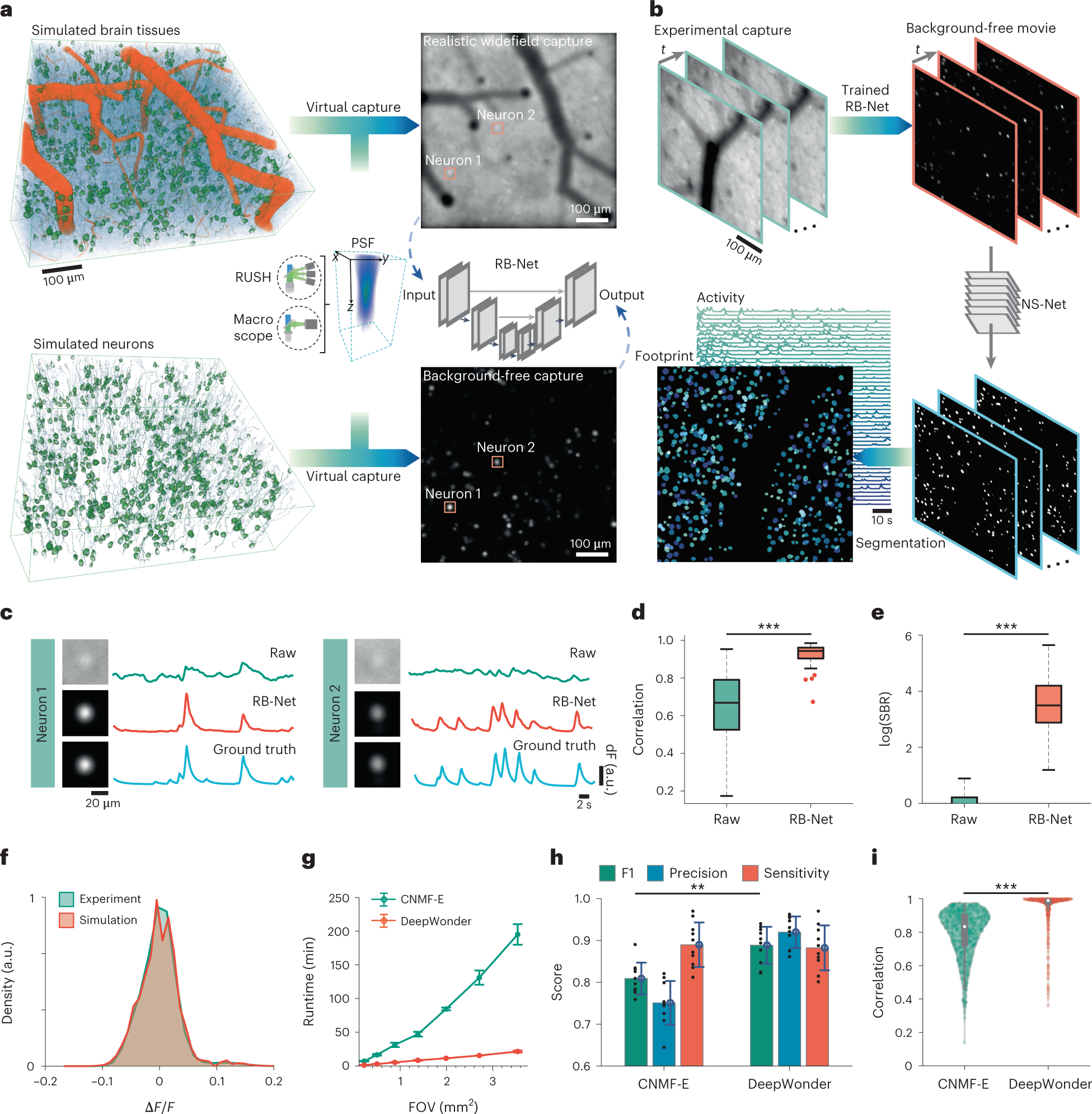 Dense 4D nanoscale reconstruction of living brain tissue