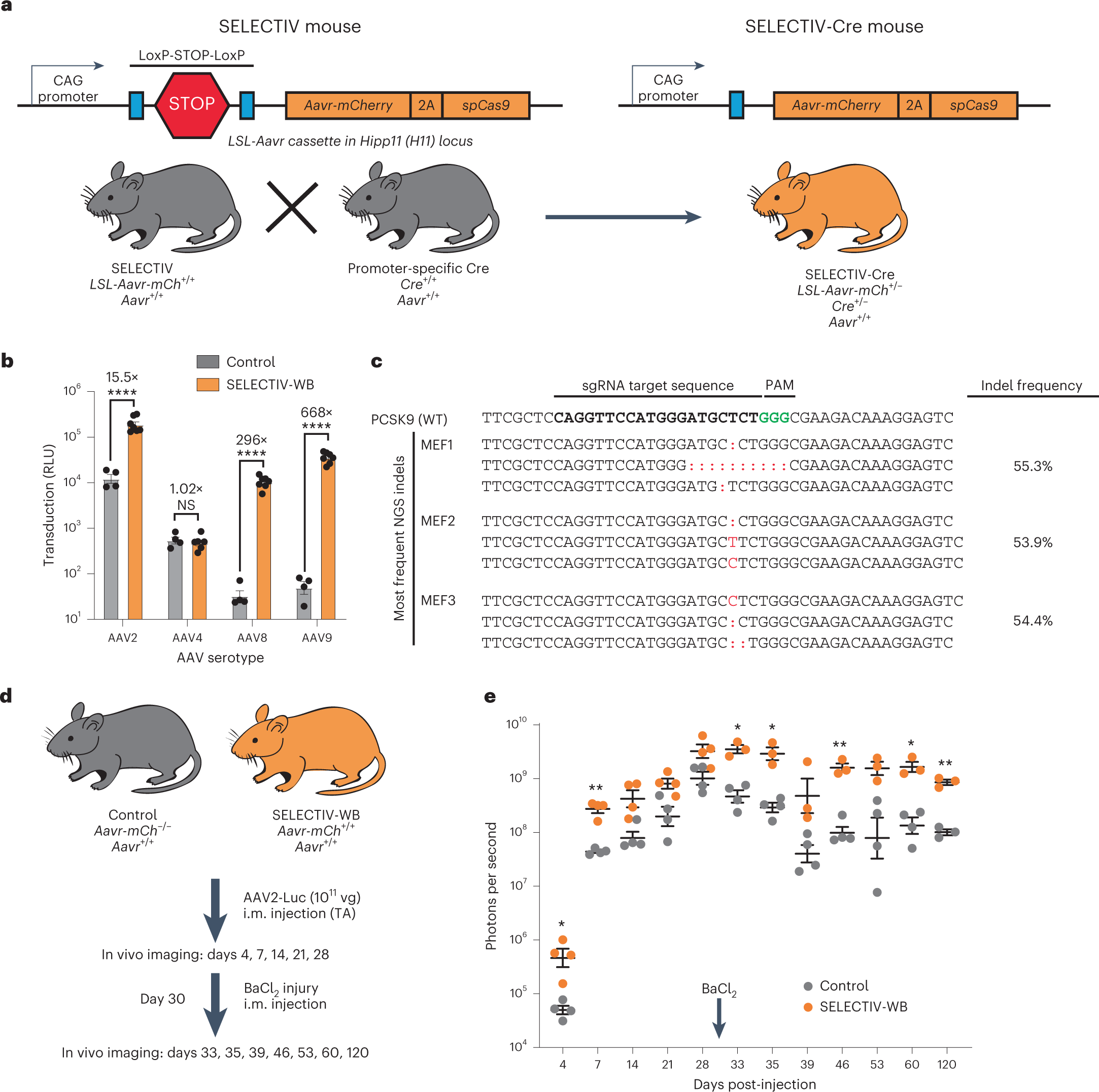 Temporally Regulated and Tissue-Specific Gene Manipulations in the