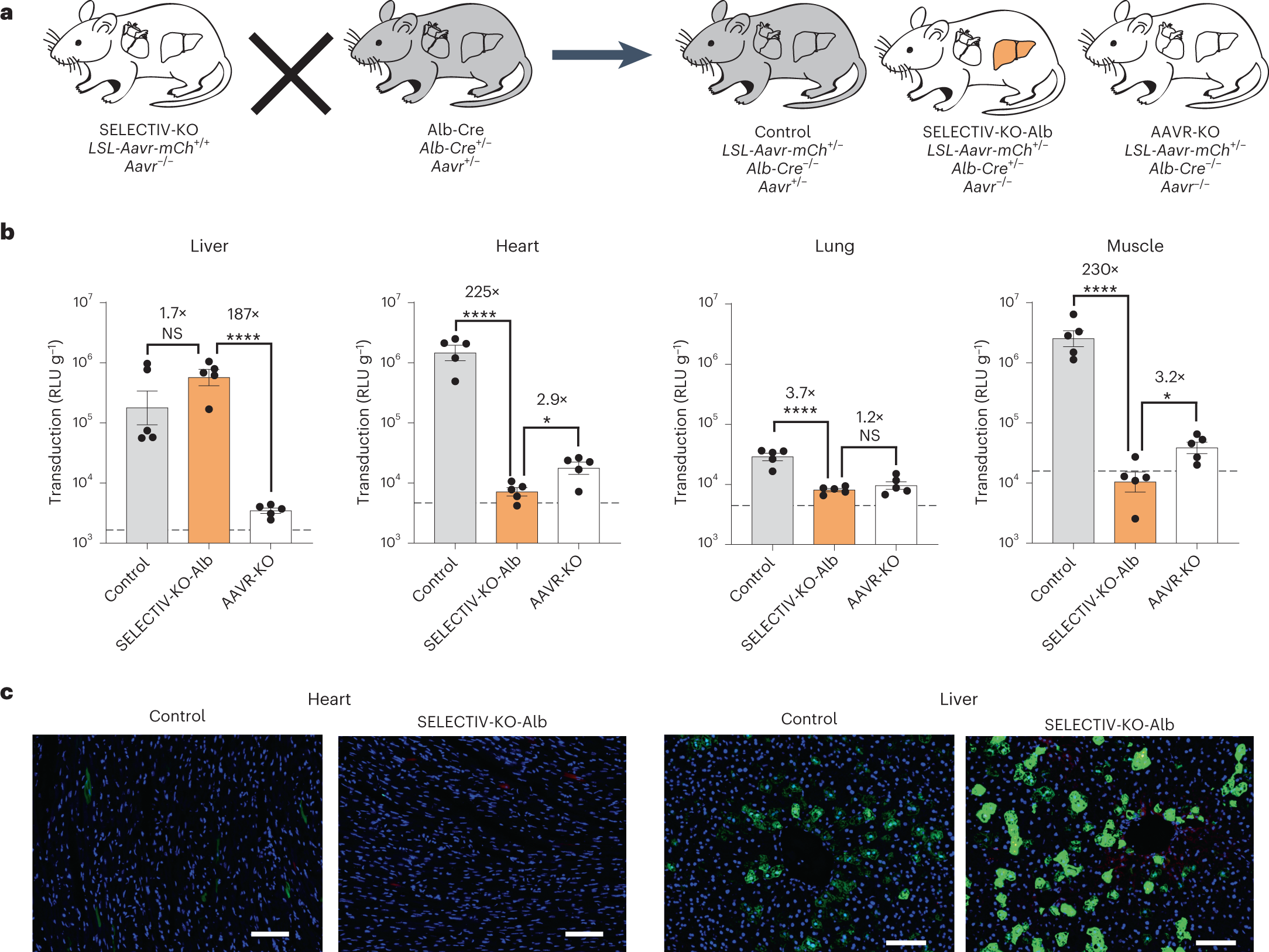 Fig. 5: The transduction specificity of the SELECTIV-KO system is tightly controlled by the choice of Cre mouse line.