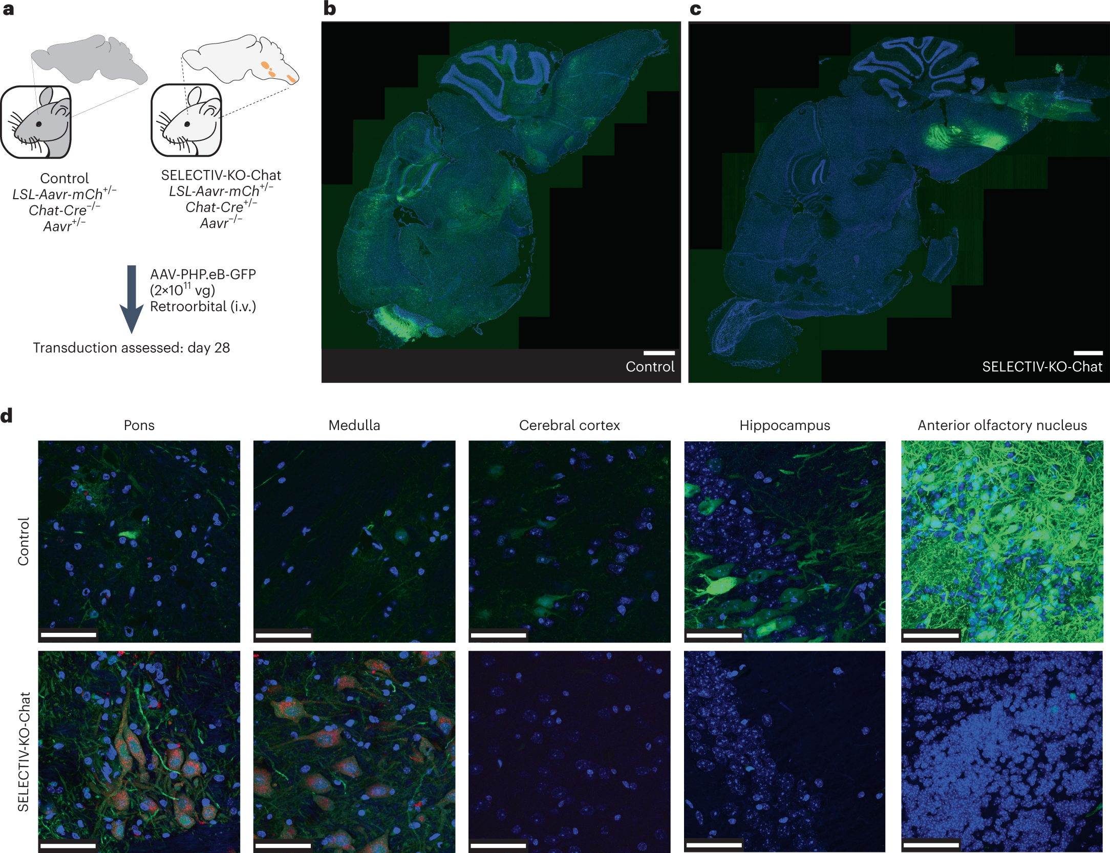 Fig. 6: Selective AAVR expression in a neuronal subpopulation targets AAV transduction to specific regions in the brain upon systemic delivery.