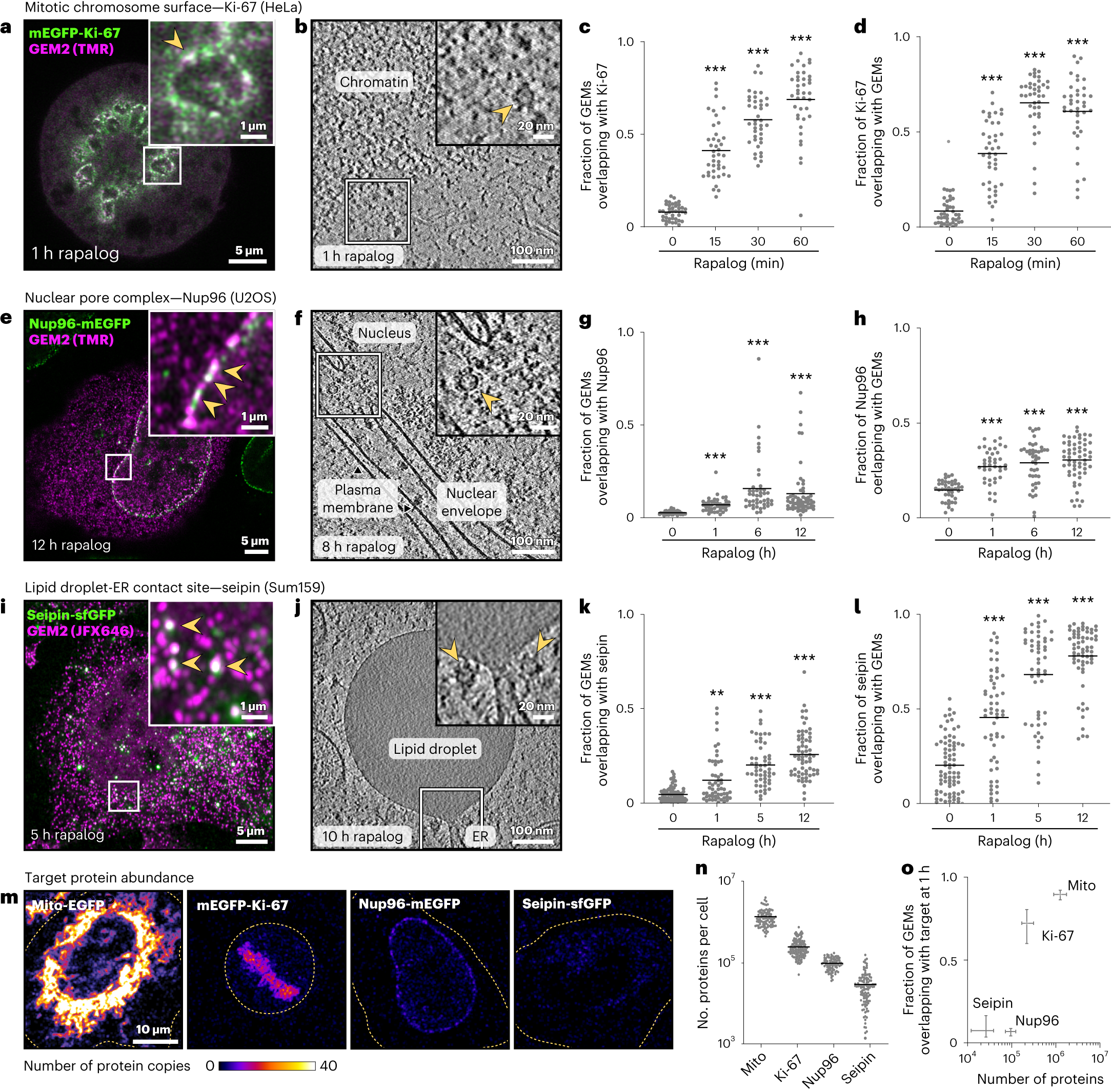 Fig. 2: GEM2 labels endogenously GFP-tagged proteins in human cells.