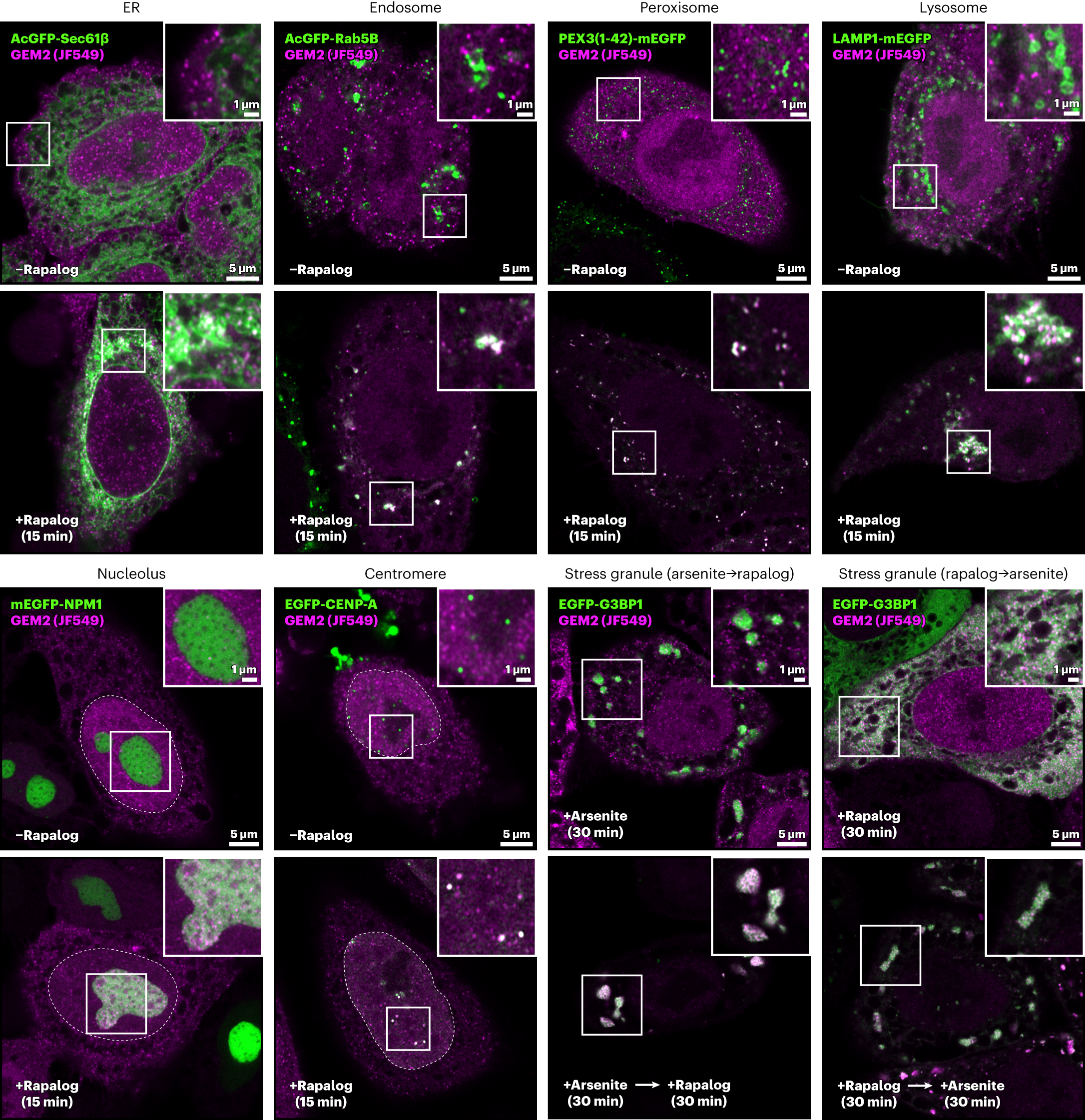 Fig. 5: GEM2 labeling of GFP-tagged proteins specific to different compartments in human cells.