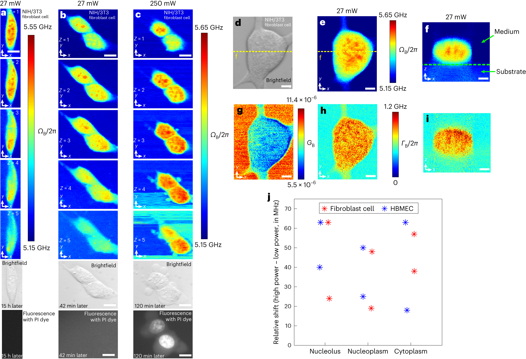 Fig. 2: Pulsed-SBS imaging of cultured cells.