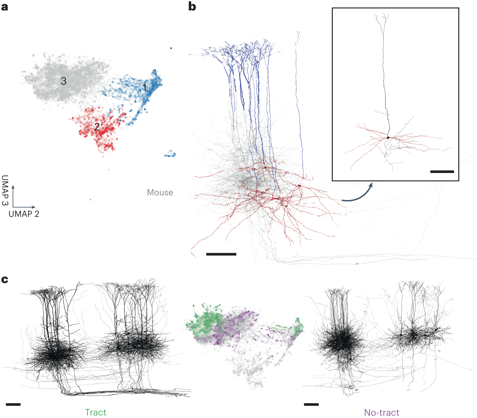 Fig. 4: Unsupervised exploration of mouse layer 5 pyramidal dendrite embeddings.