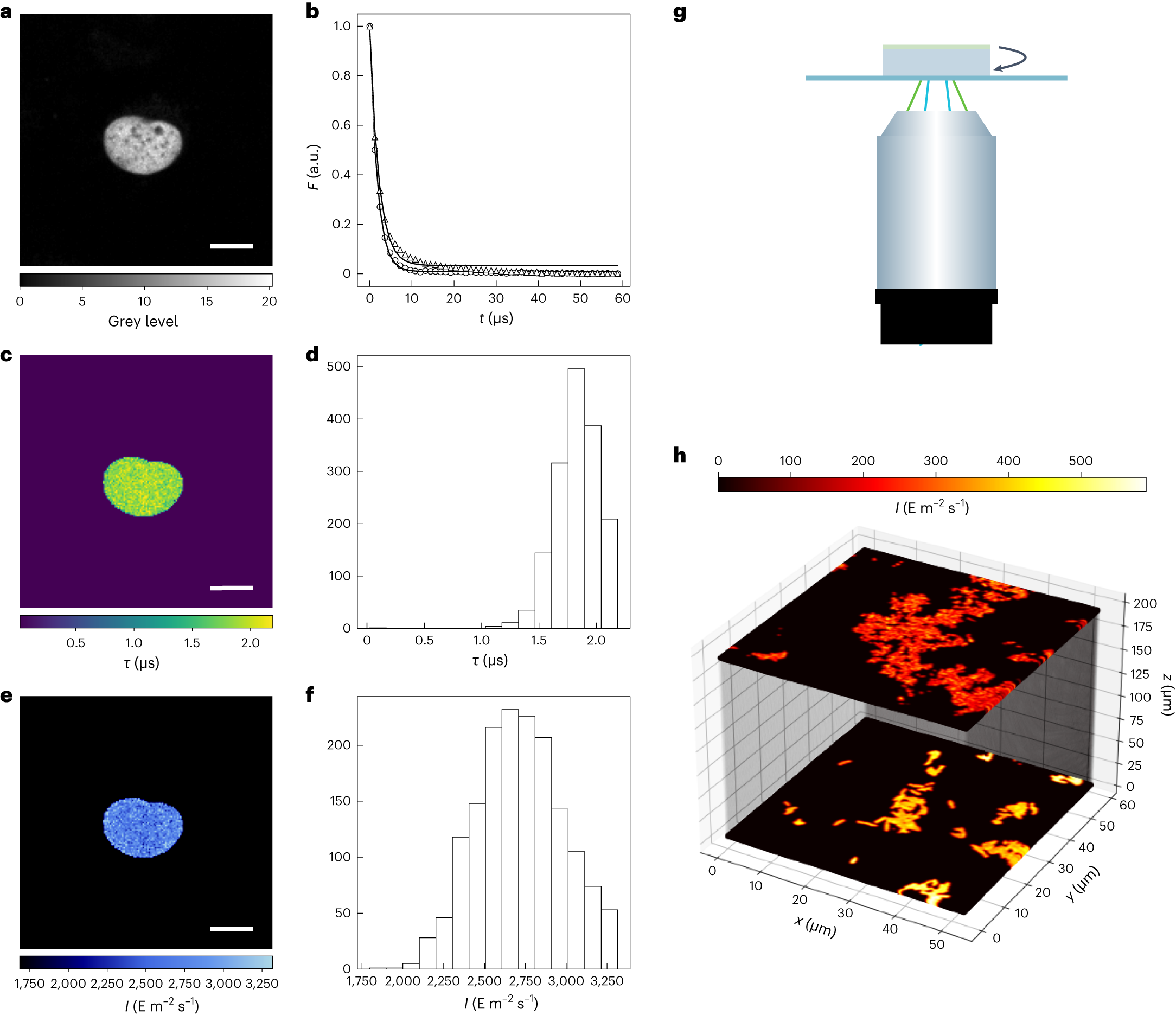 Fig. 3: Dronpa-2 for characterization of illumination in confocal microscopy equipped with a pulsed laser in the raster scanning mode.