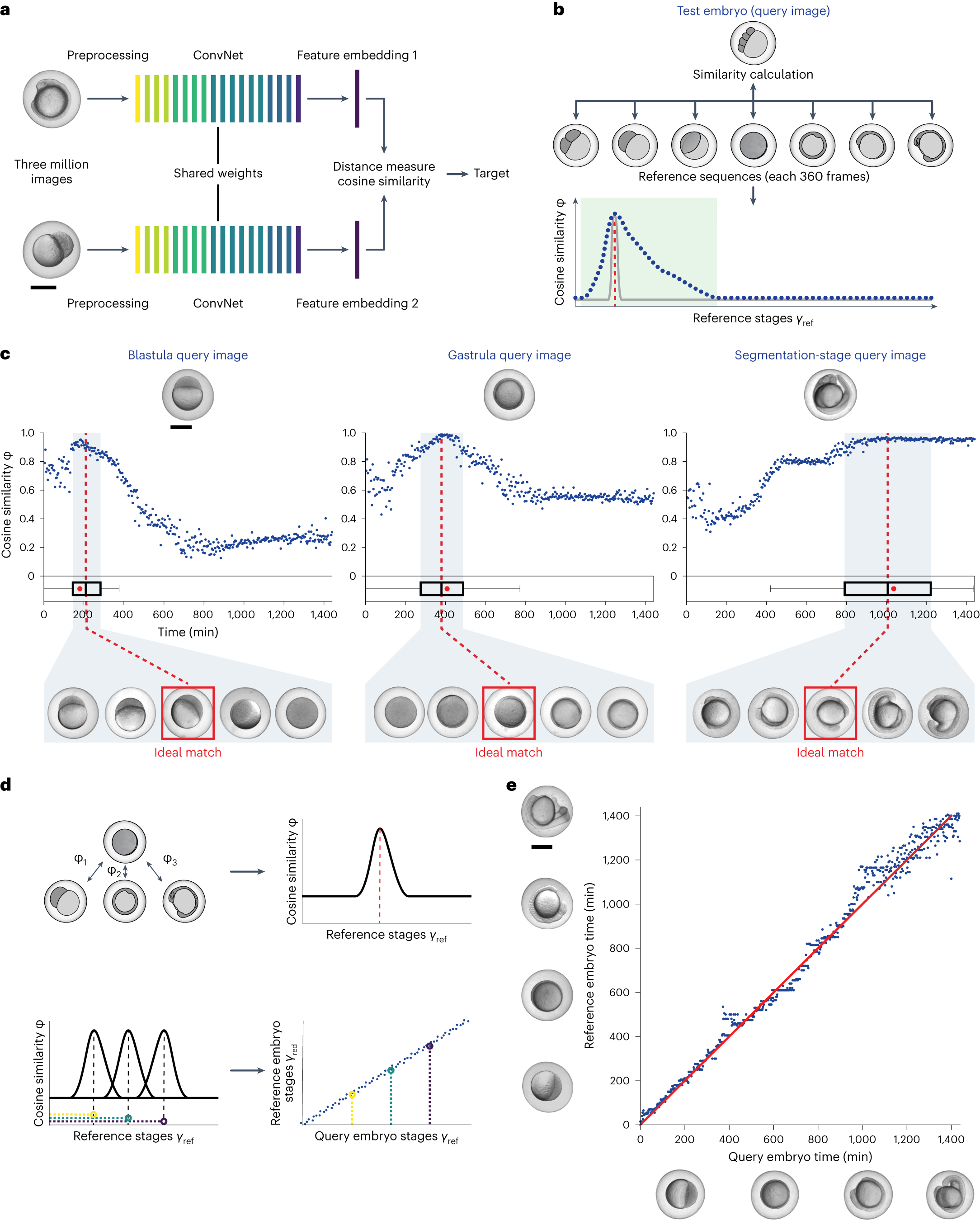 Uncovering developmental time and tempo using deep learning | Nature Methods