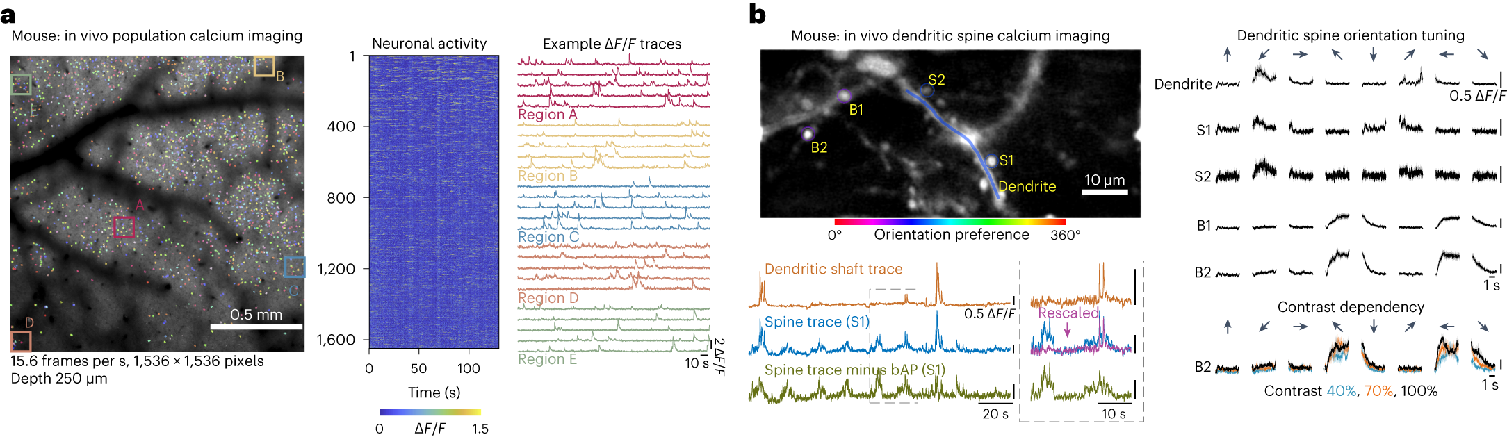 Fig. 3: Two-photon calcium imaging of soma, dendrites, spines and boutons.